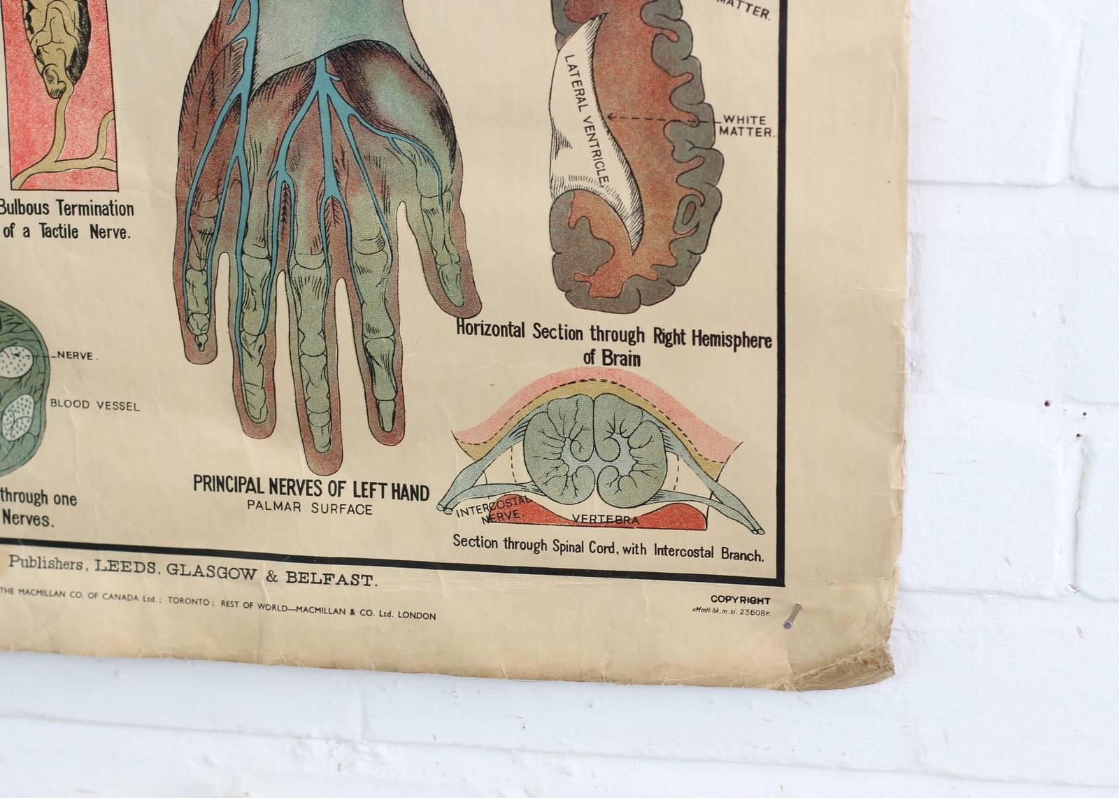 English Anatomical Chart of the Nervous System by Robert E Holding circa 1910
