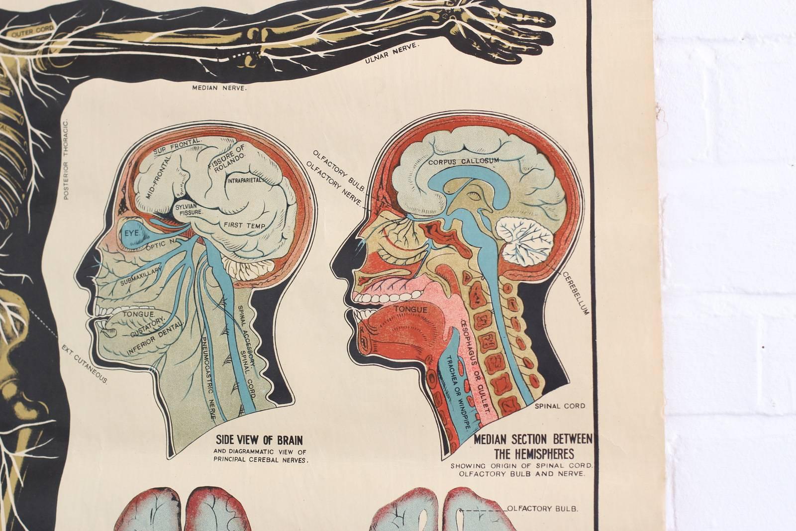 Early 20th Century Anatomical Chart of the Nervous System by Robert E Holding circa 1910