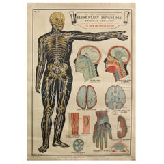 Antique Anatomical Chart of the Nervous System by Robert E Holding circa 1910