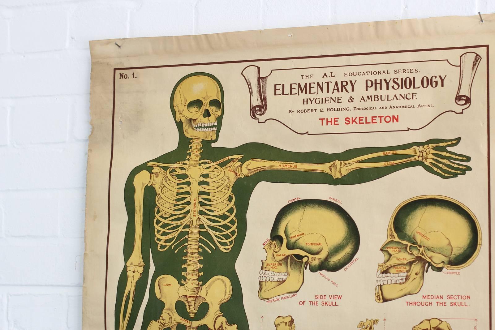Anatomical chart of the skeleton by Robert E Holding, circa 1910.

- Calico back 
- Beautifully illustrated
- English, circa 1910.
- Measures: 100cm tall x 70cm wide.

Condition report

Some fraying to the bottom of the chart and various