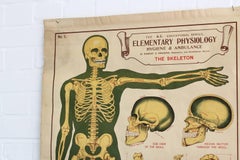 Anatomical Chart of the Skeleton by Robert E Holding, circa 1910