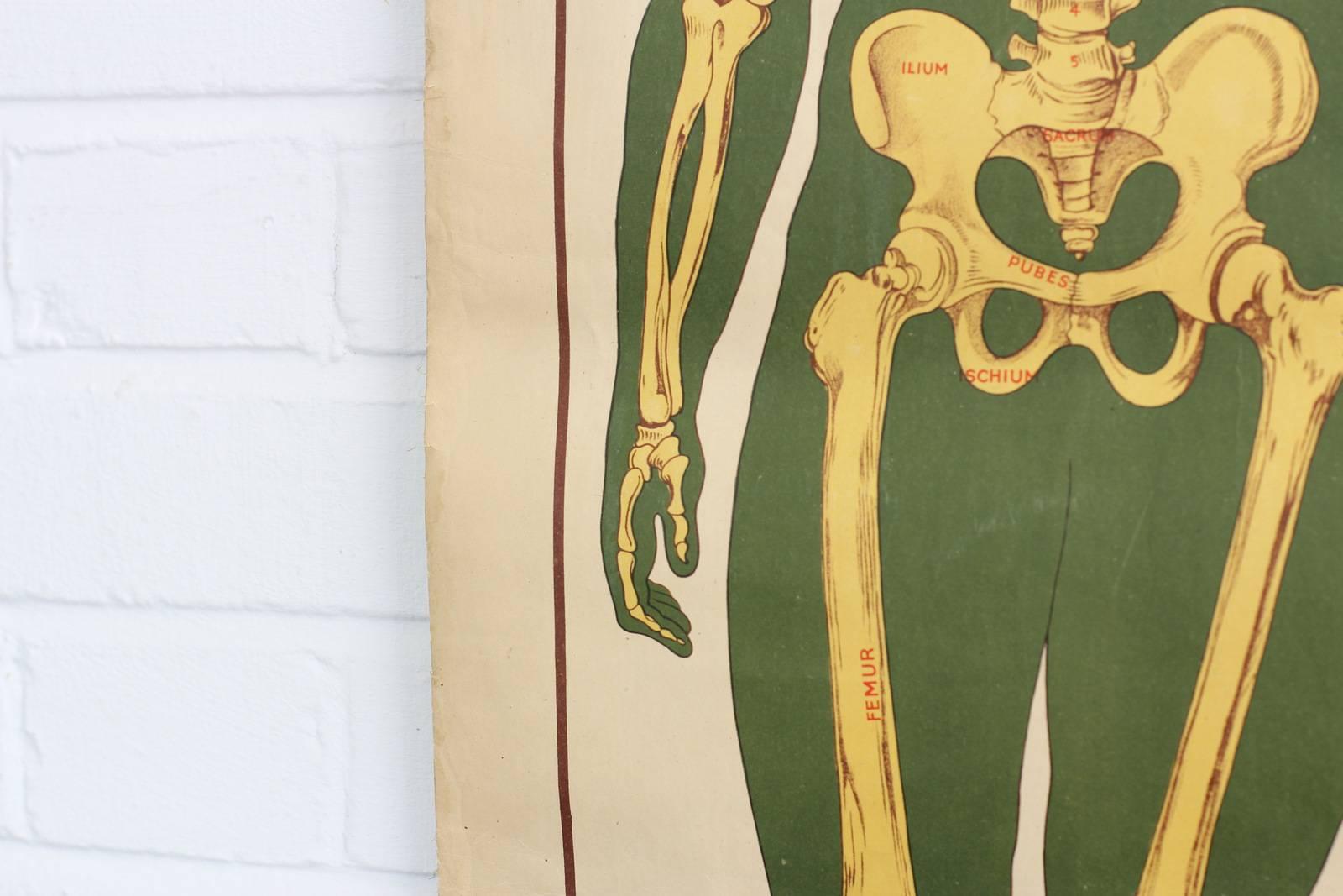 Anatomical Chart of the Skeleton by Robert E Holding, circa 1910 In Fair Condition In Gloucester, GB
