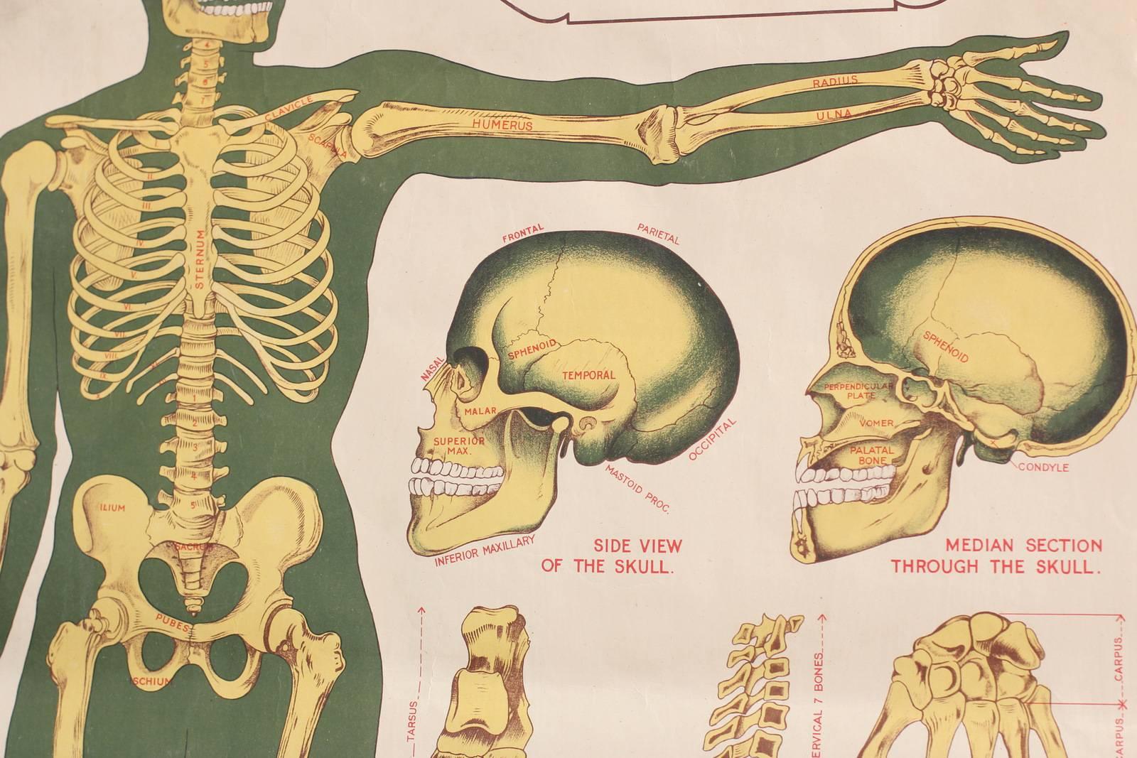 Anatomical Chart of the Skeleton by Robert E Holding, circa 1910 2