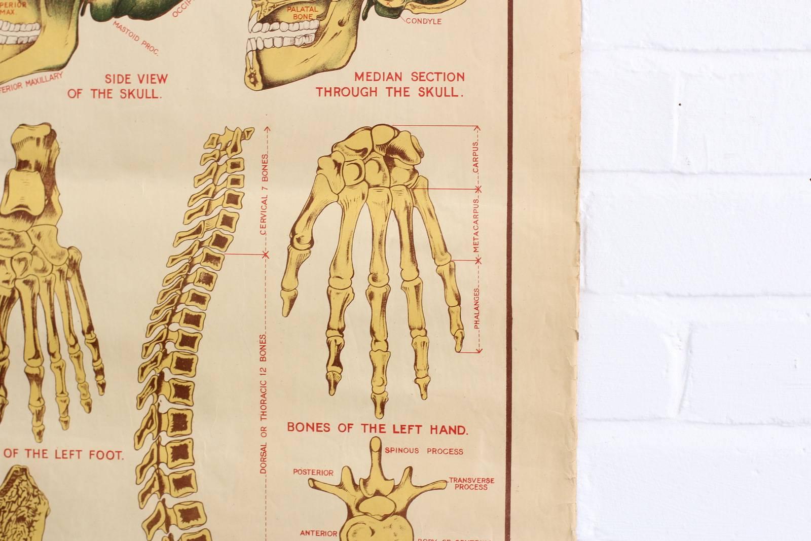 Anatomical Chart of the Skeleton by Robert E Holding, circa 1910 3