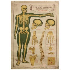 Anatomical Chart of the Skeleton by Robert E Holding, circa 1910