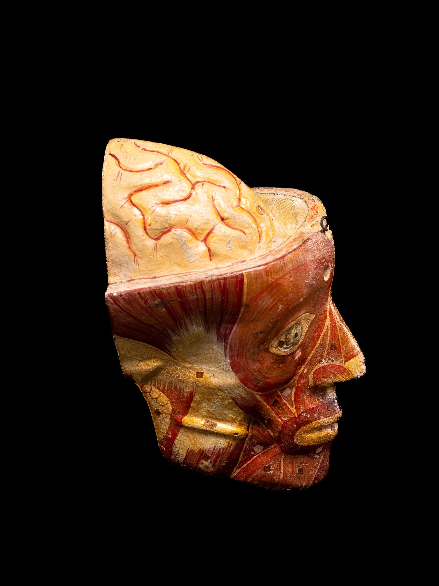 Coupe anatomique d'un crâne humain composé en papier mâché peint naturel, avec étiquettes numérotées sur les différents éléments.