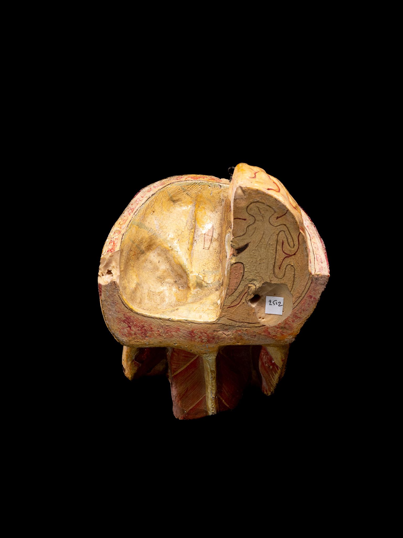 French Anatomical Cut of Human Skull Papier-maché, Didactical Collectables, Dr.Auzoux For Sale