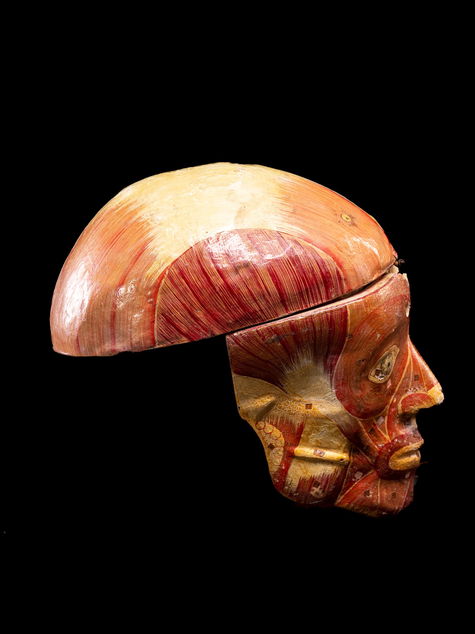 Anatomischer Schnitt eines menschlichen Schädels aus Pappmaché,  lesische Sammlerstücke, Dr.Auzoux (Handgefertigt) im Angebot