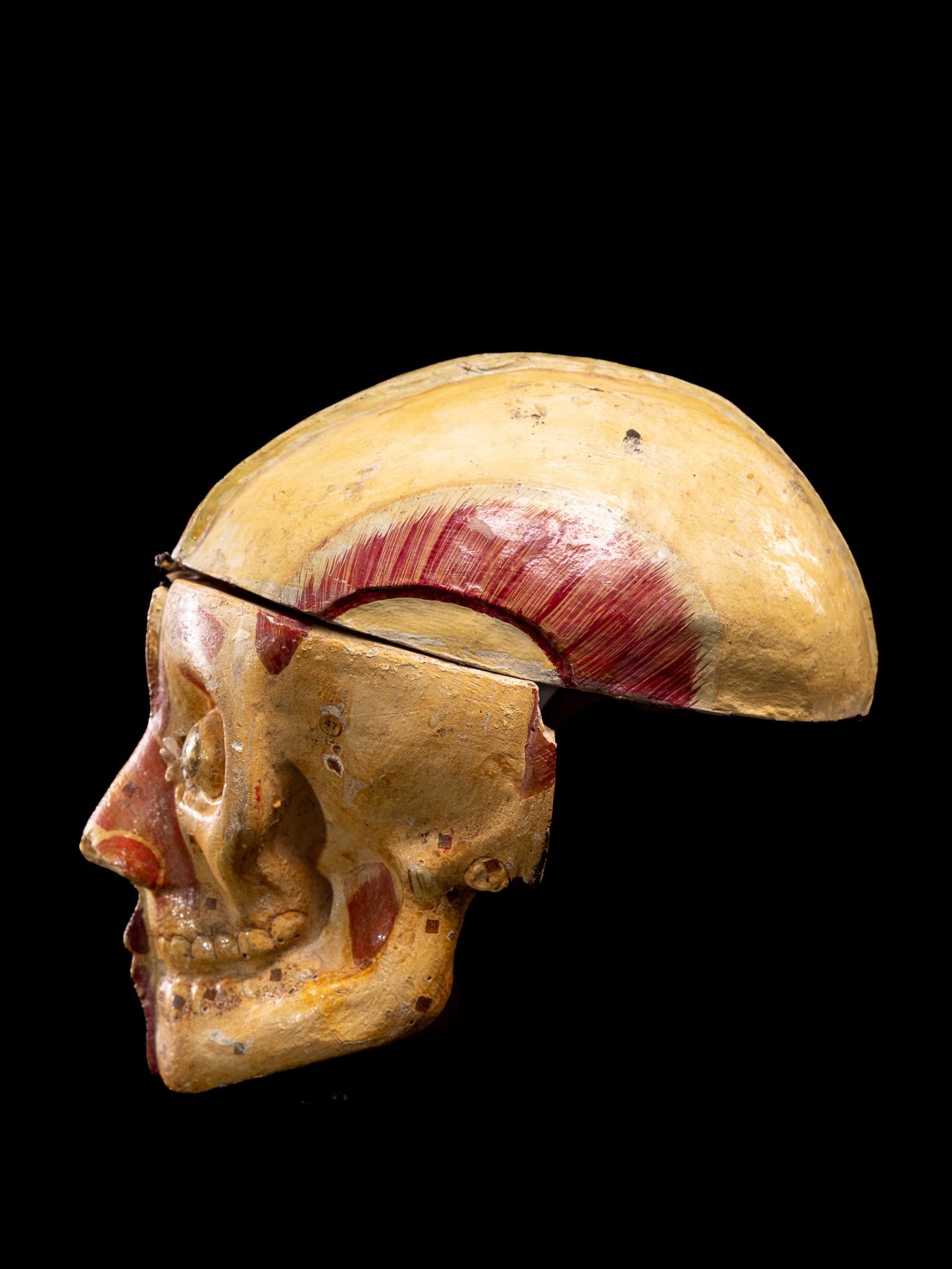 Fait main Coupe anatomique d'un crâne humain en papier mâché,  Objets de collection didactiques, Dr.Auzoux en vente