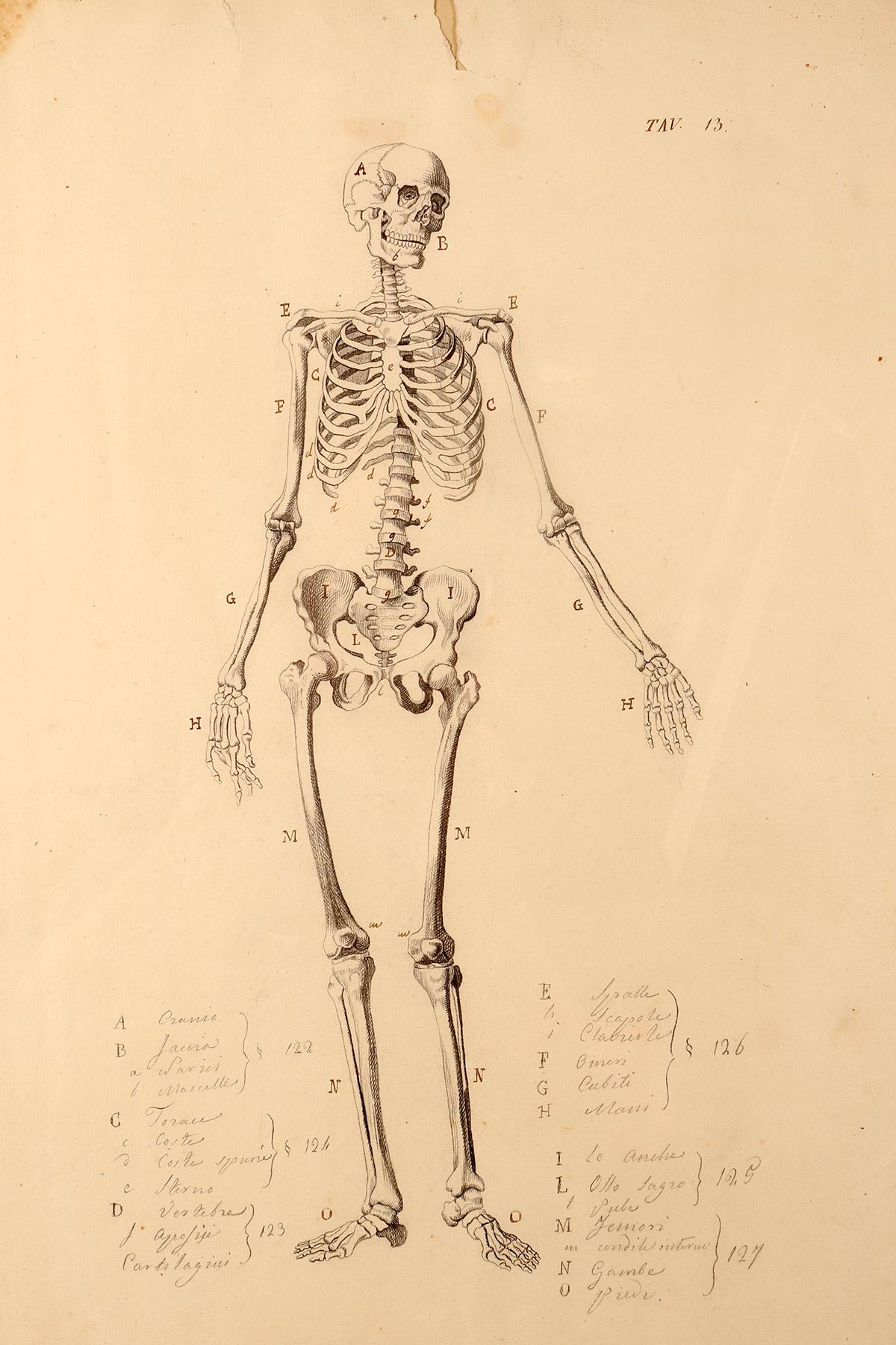 Italian Anatomical drawing of a skeleton, made in pencil and ink, Italy 1890. For Sale