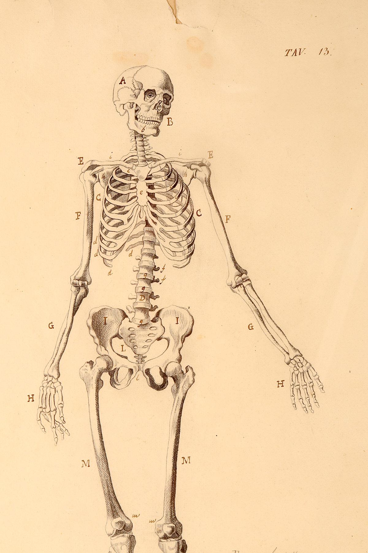 Anatomical drawing of a skeleton, made in pencil and ink, Italy 1890. In Good Condition For Sale In Milan, IT