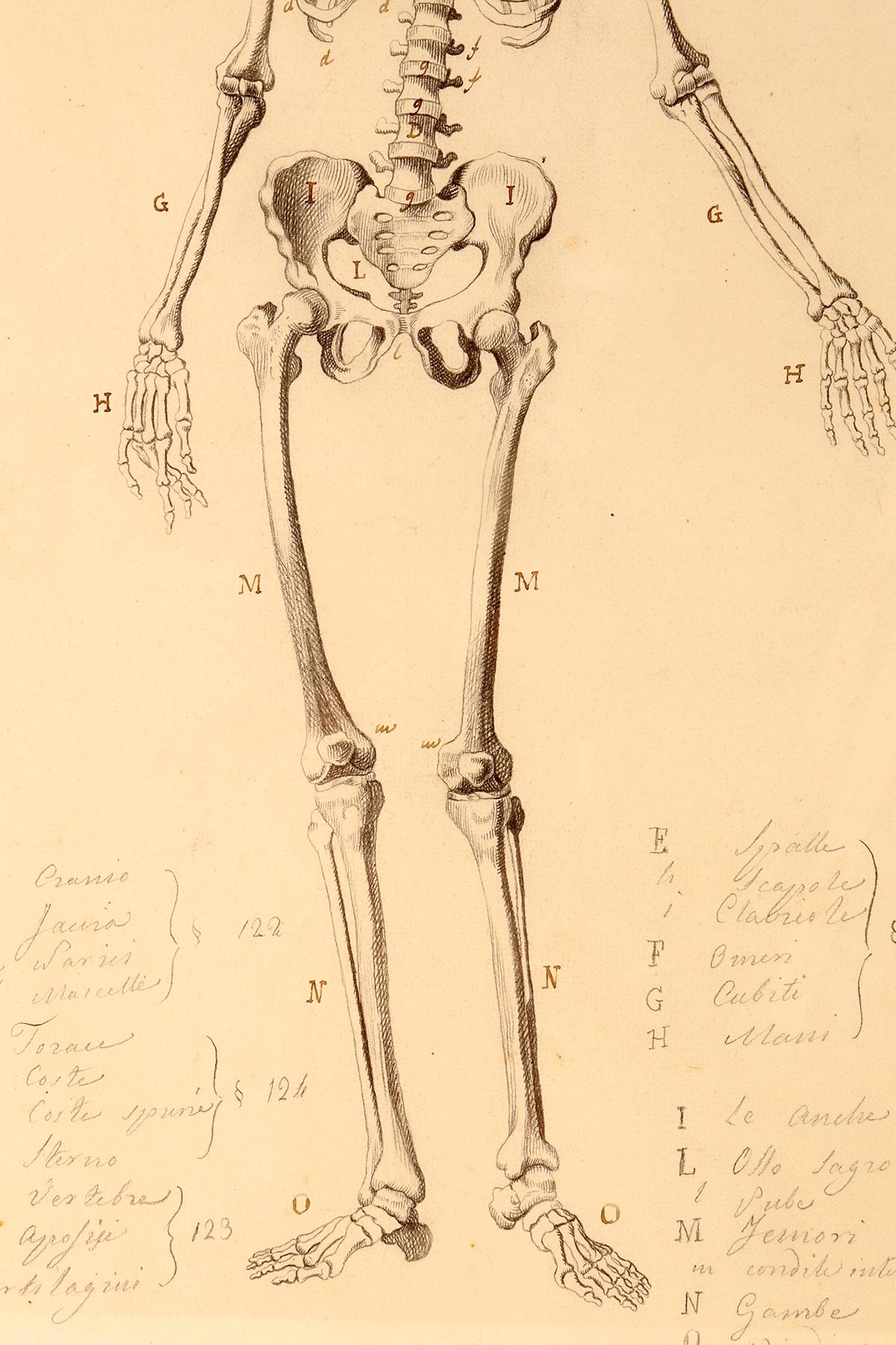 19th Century Anatomical drawing of a skeleton, made in pencil and ink, Italy 1890. For Sale