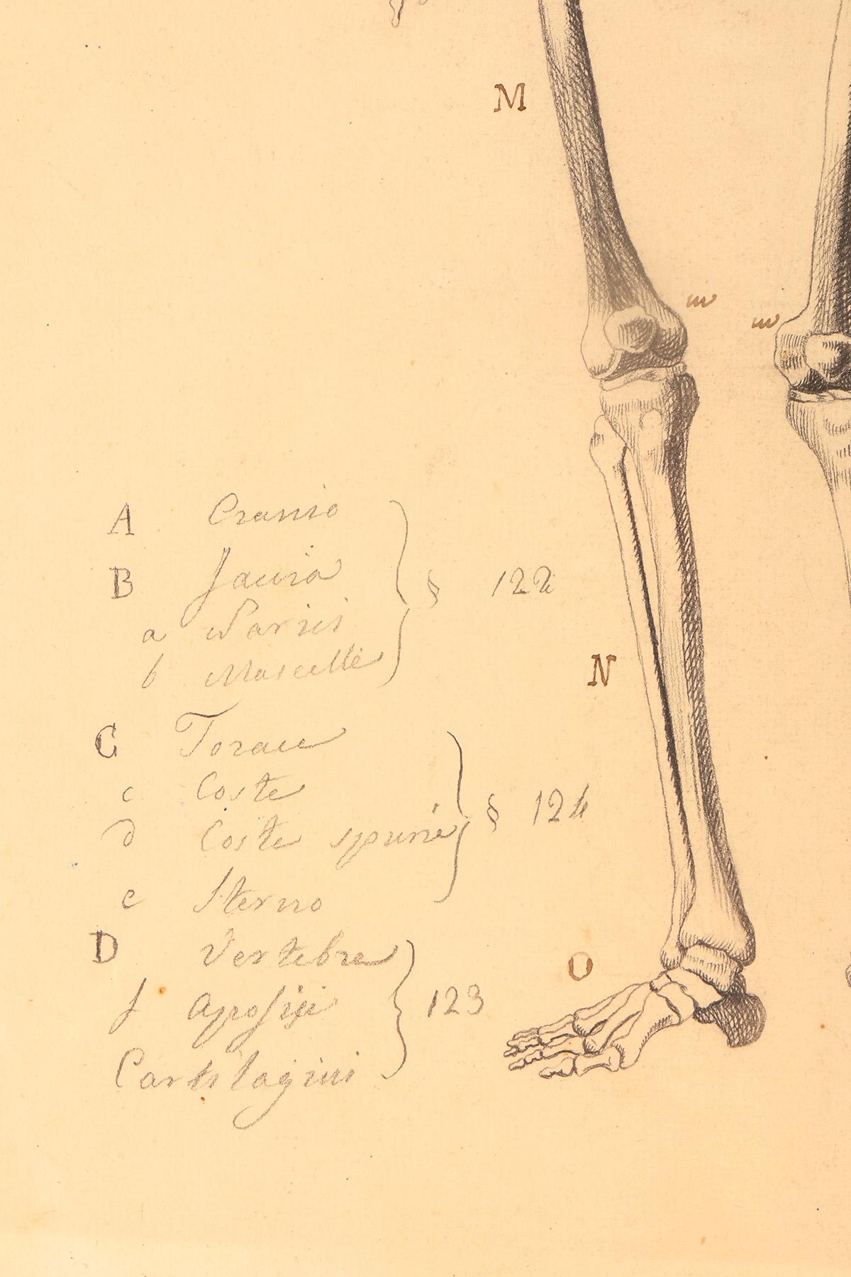 Iron Anatomical drawing of a skeleton, made in pencil and ink, Italy 1890. For Sale