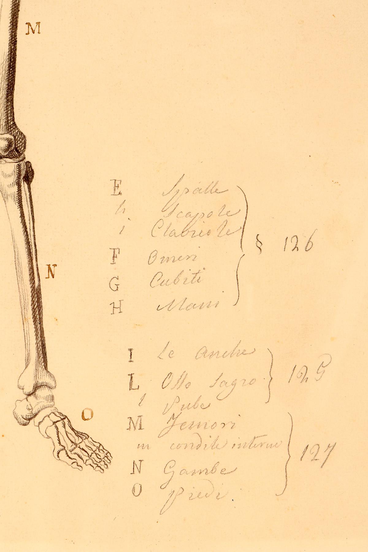 Anatomical drawing of a skeleton, made in pencil and ink, Italy 1890. For Sale 1