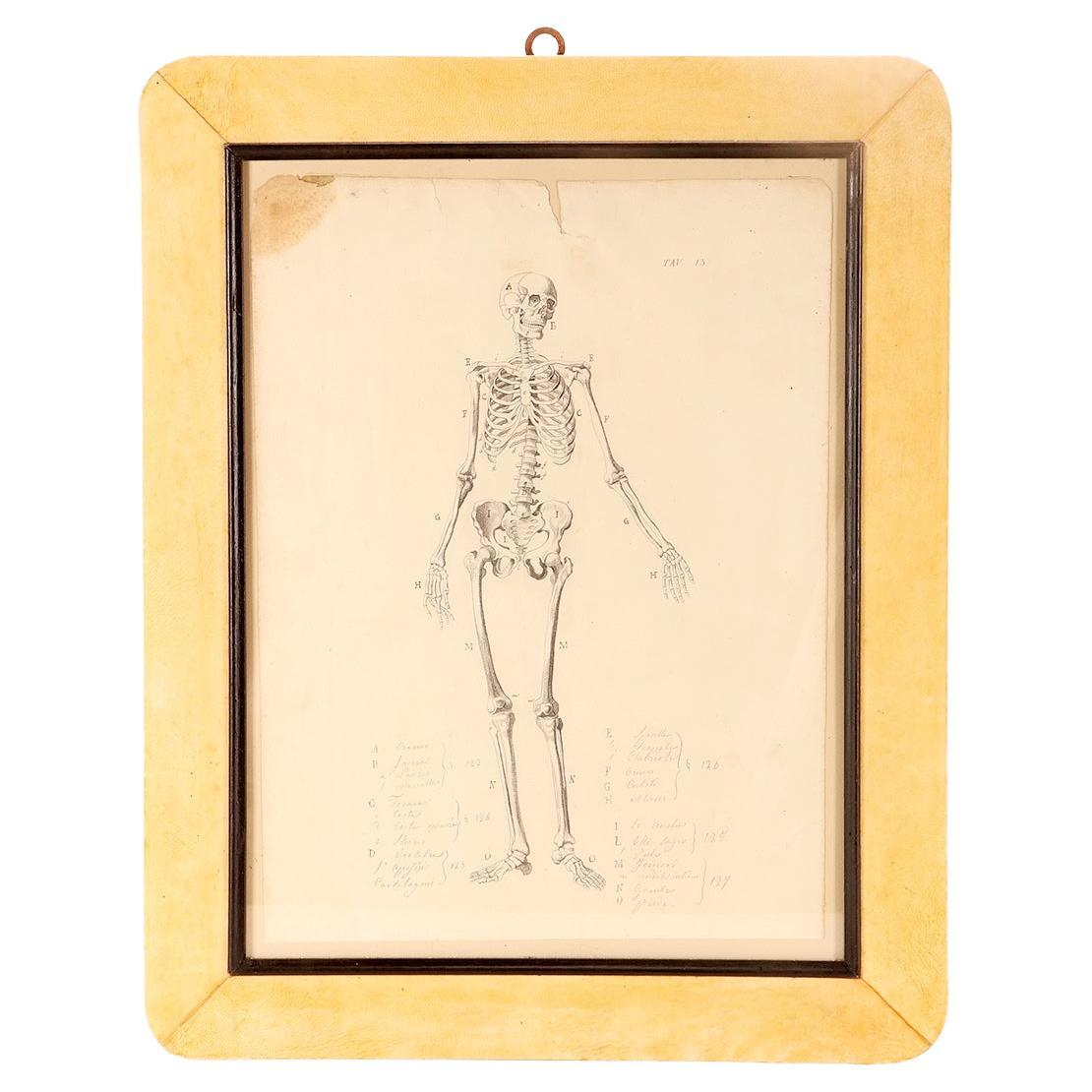 Anatomical drawing of a skeleton, made in pencil and ink, Italy 1890.