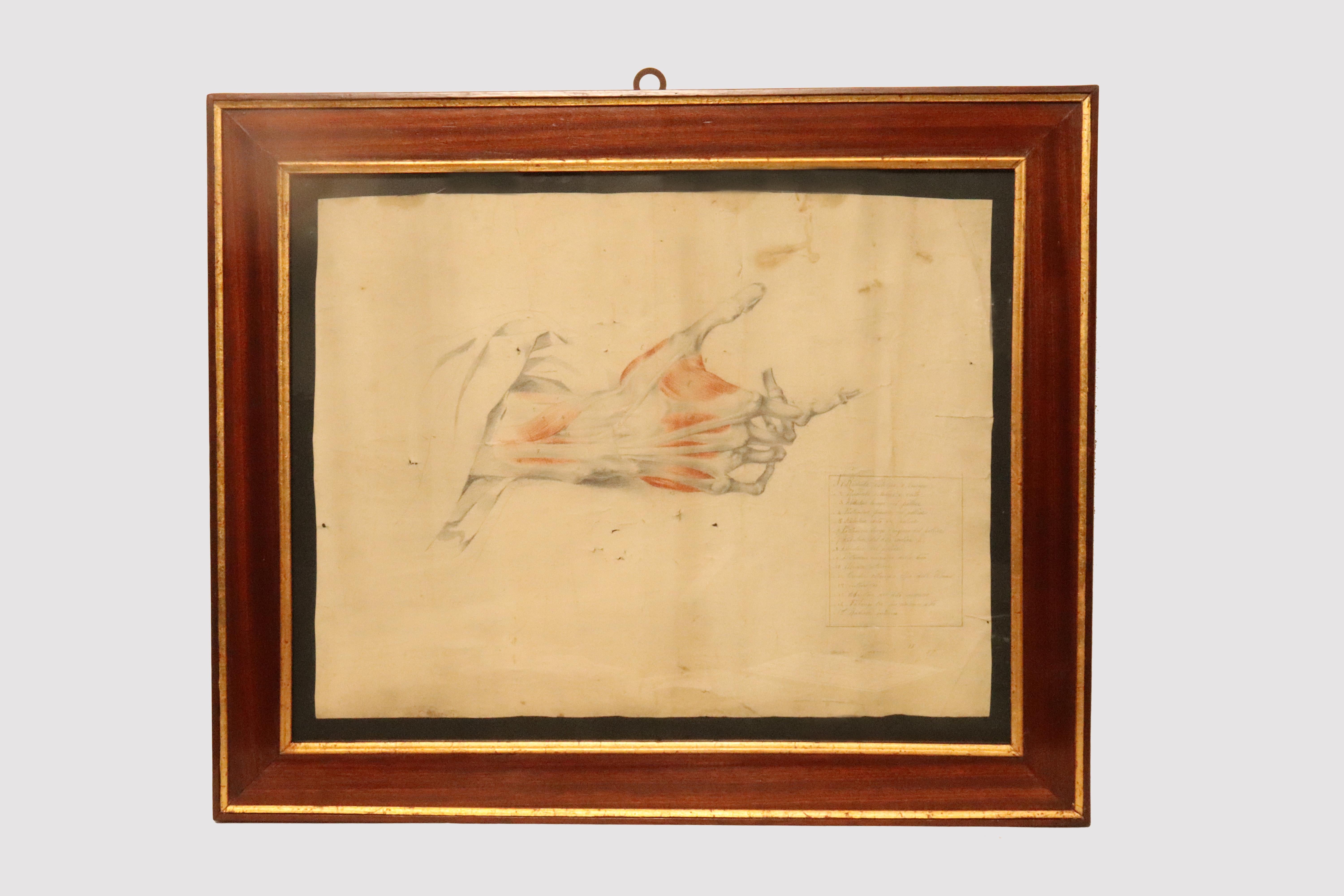 A painting containing an ancient anatomical drawing of an hand, made in pencil and sanguine. The contemporary frame, Empire style, made of wood, veneered in mahogany essence, enriched with gilded wood profiles. Iron hook. Signed Giovanni Ambrosini,