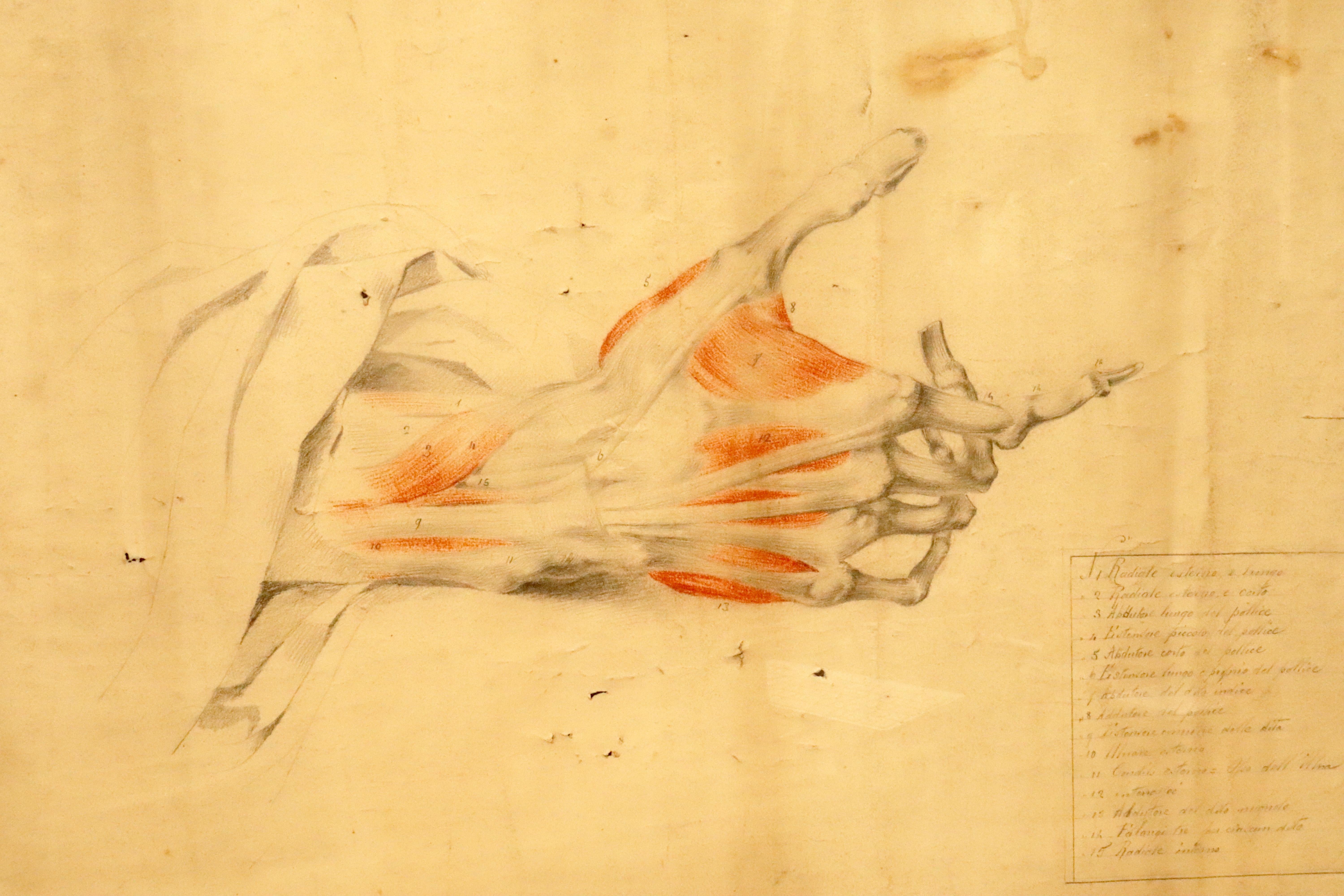 Italian Anatomical drawing of an hand, made in pencil and sanguine, Italy 1879. For Sale