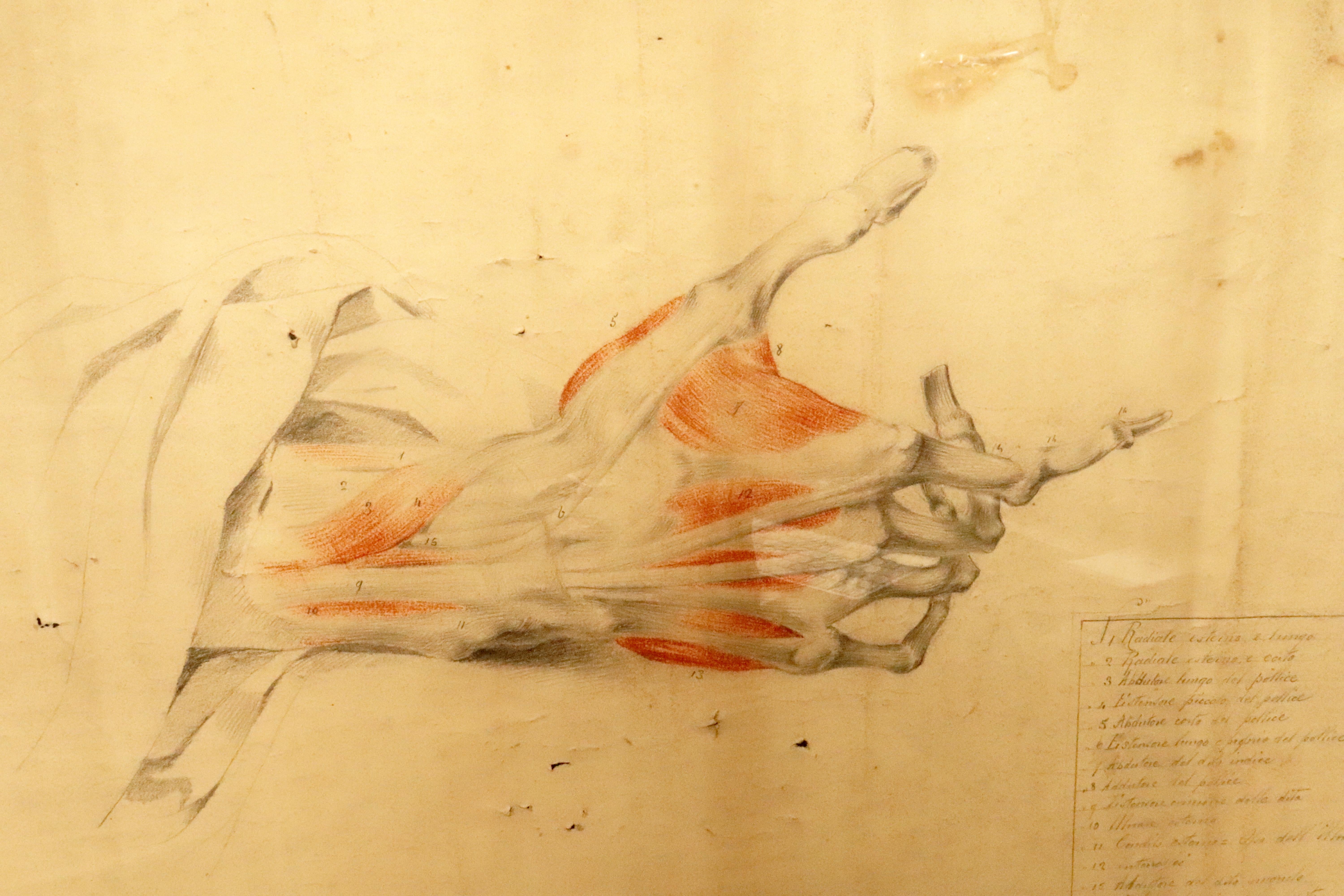 Anatomical drawing of an hand, made in pencil and sanguine, Italy 1879. For Sale 3