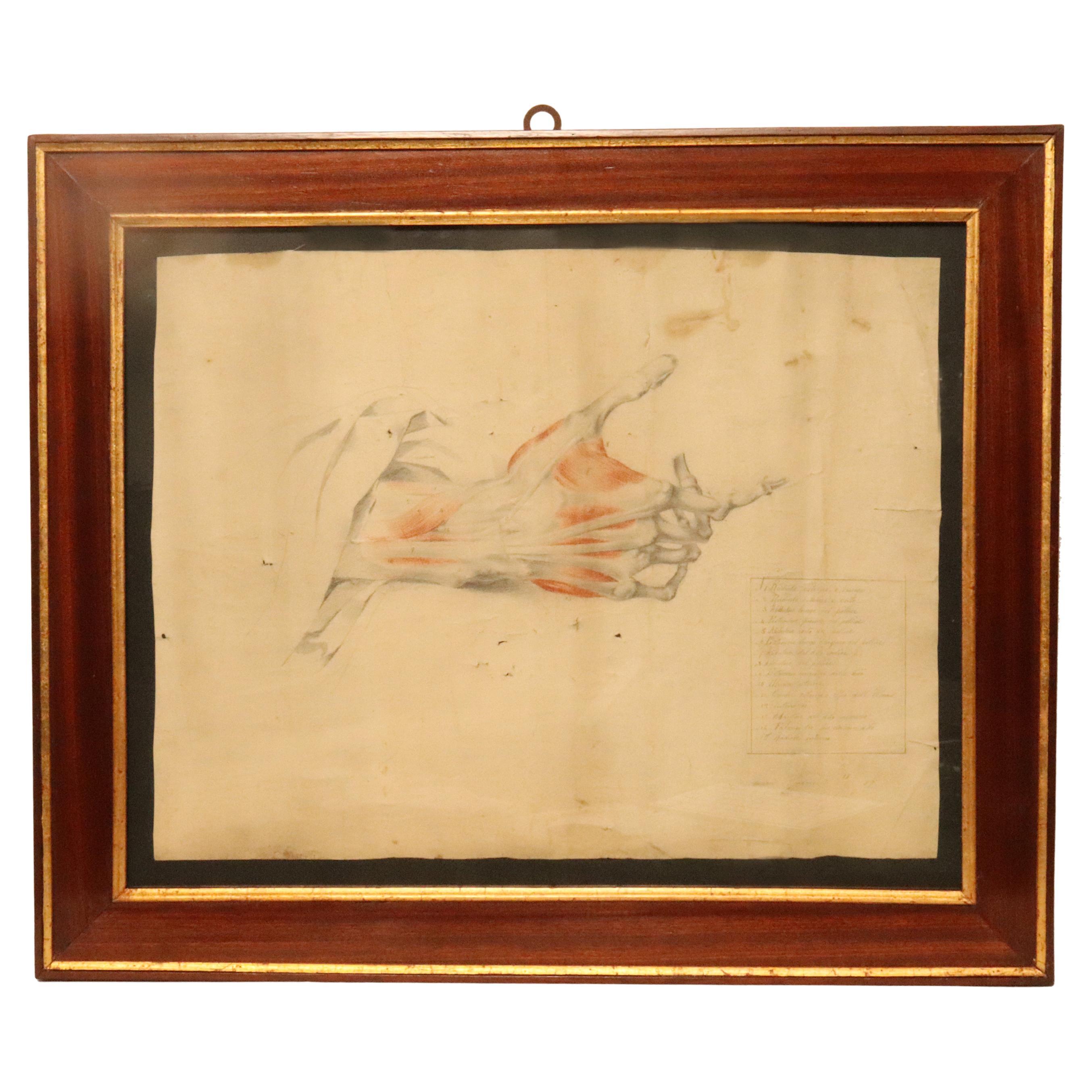 Anatomical drawing of an hand, made in pencil and sanguine, Italy 1879. For Sale