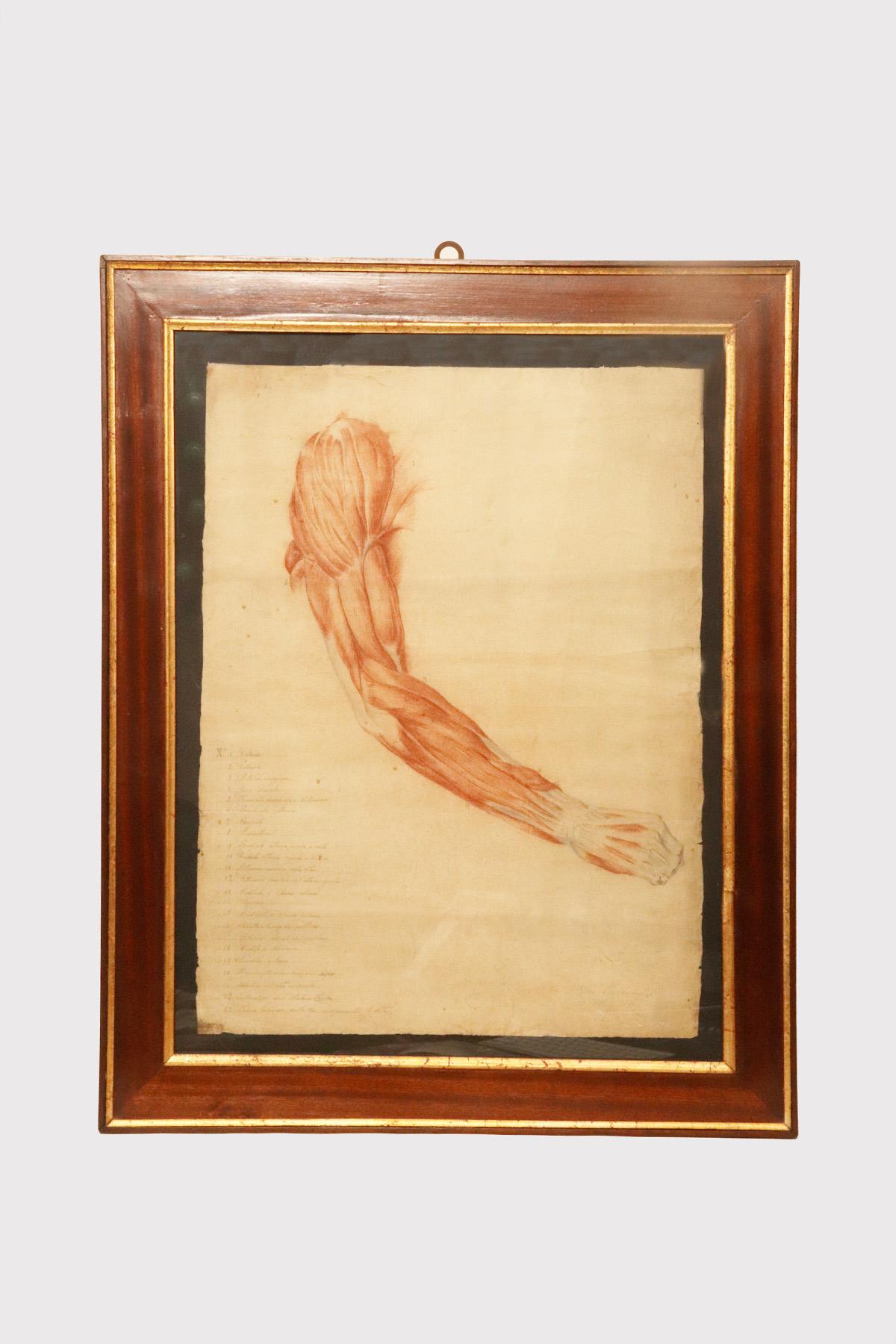A painting containing an ancient anatomical drawing of an upper limb, made in pencil and sanguine. The contemporary frame, Empire style, made of wood, veneered in mahogany essence, enriched with gilded wood profiles. Iron hook. Signed Giovanni