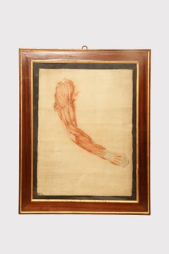 Anatomical drawing of an upper limb, made in pencil and sanguine, Italy 1889.