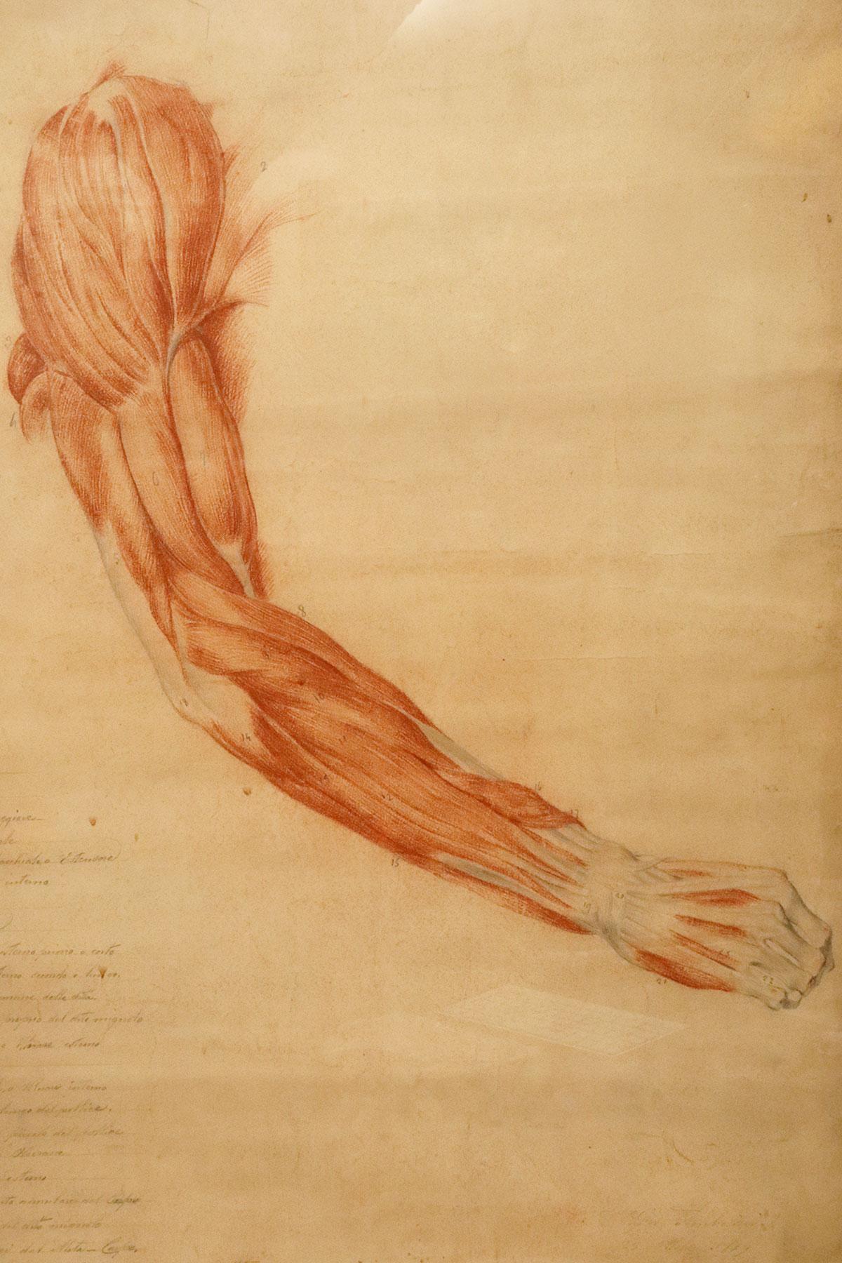 Italian Anatomical drawing of an upper limb, made in pencil and sanguine, Italy 1889. For Sale