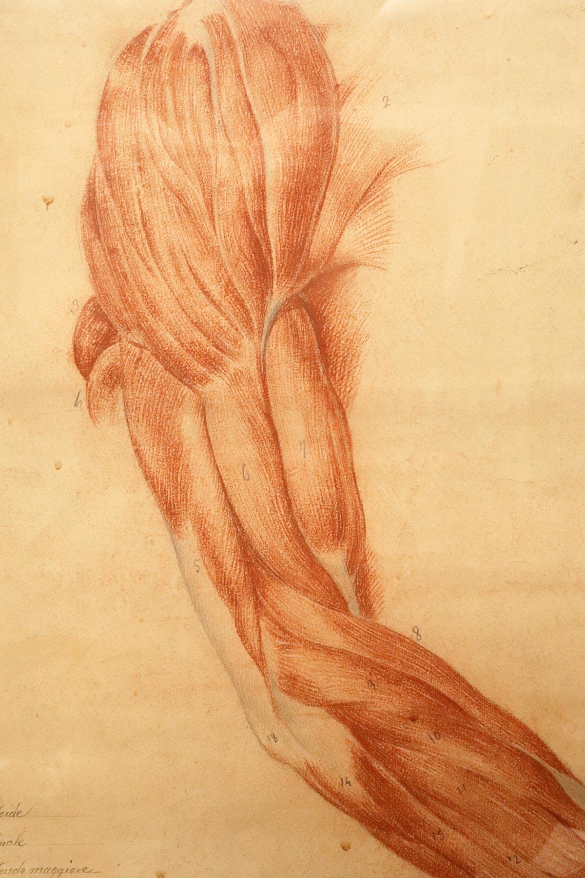 Anatomical drawing of an upper limb, made in pencil and sanguine, Italy 1889. For Sale 1