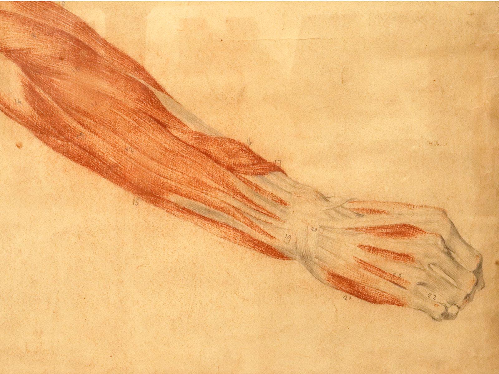 Anatomical drawing of an upper limb, made in pencil and sanguine, Italy 1889. For Sale 2