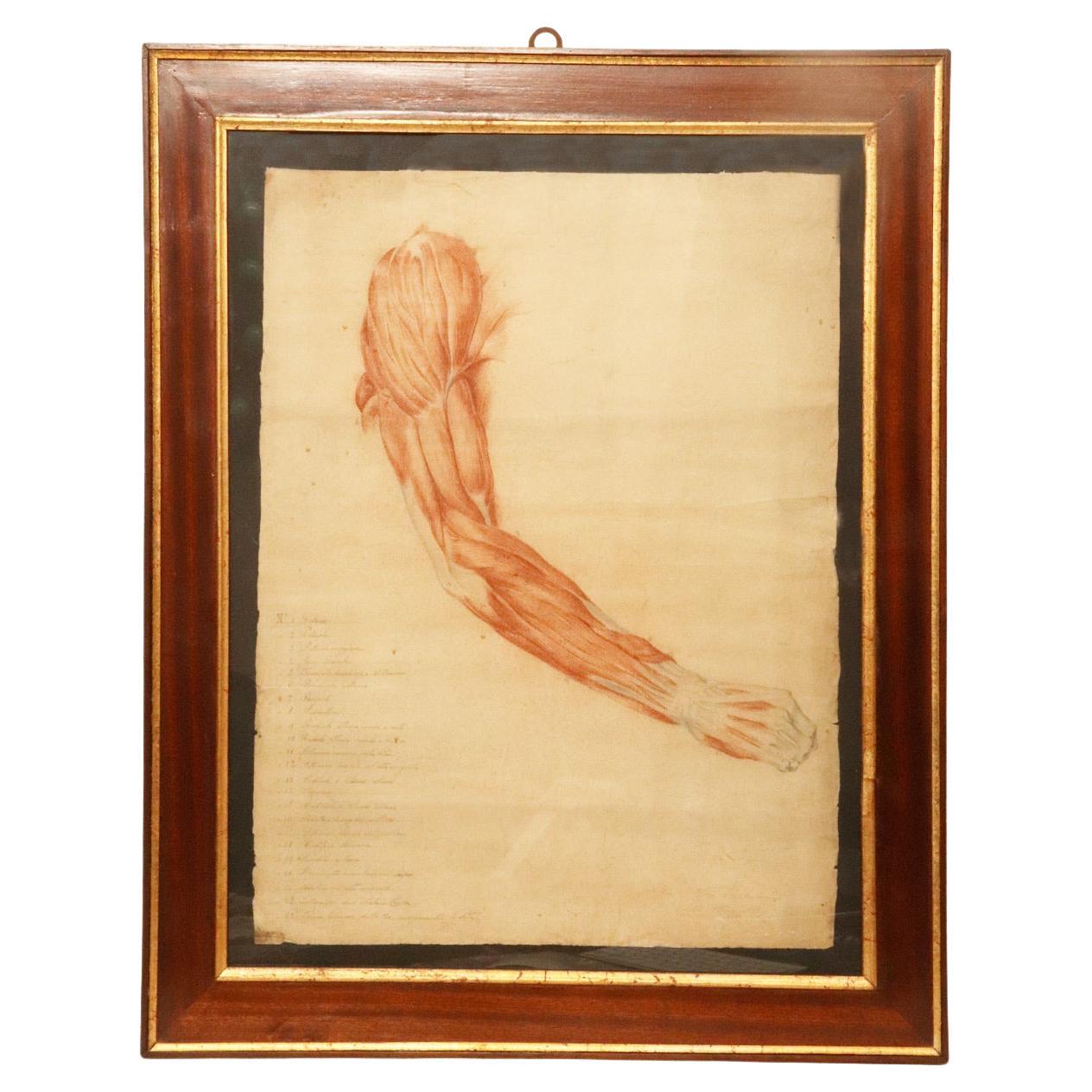 Anatomical drawing of an upper limb, made in pencil and sanguine, Italy 1889. For Sale