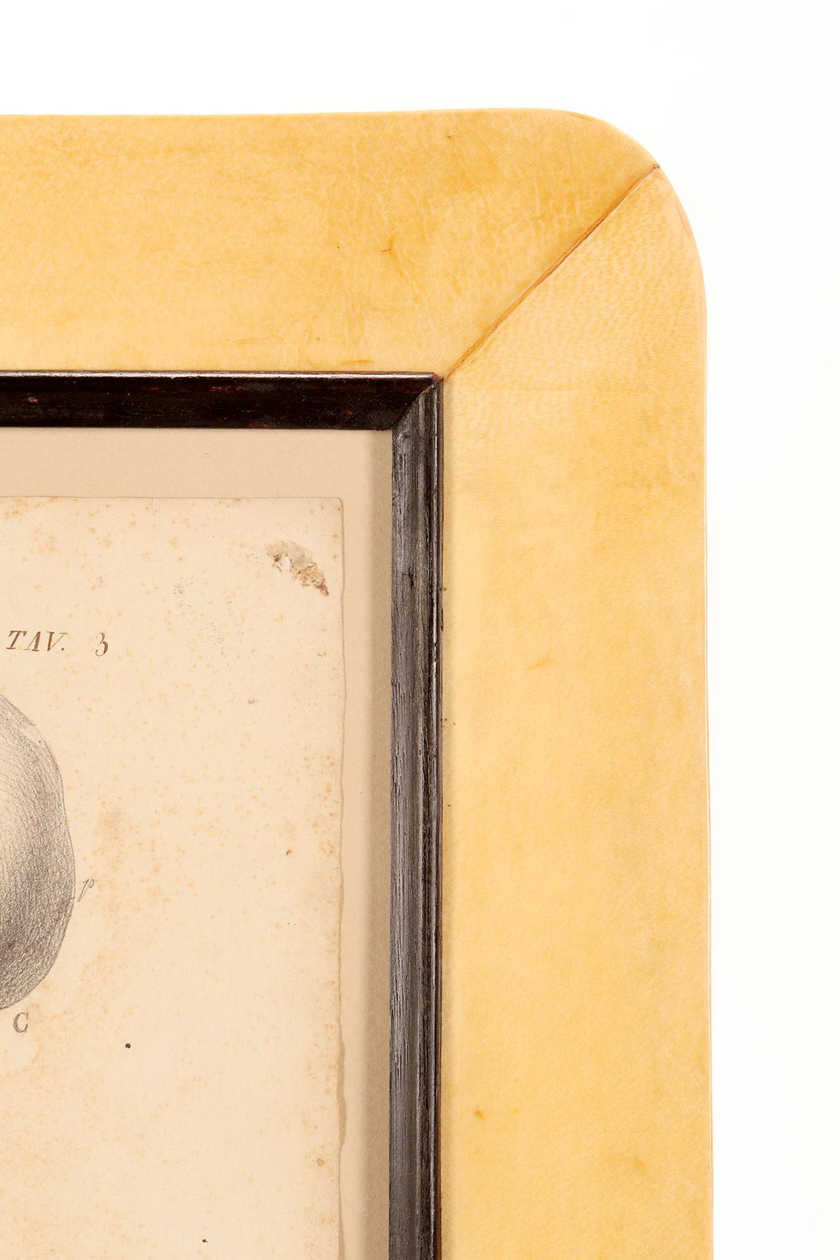 Anatomical drawing of four views of a skull, made in pencil and ink, Italy 1890. For Sale 4