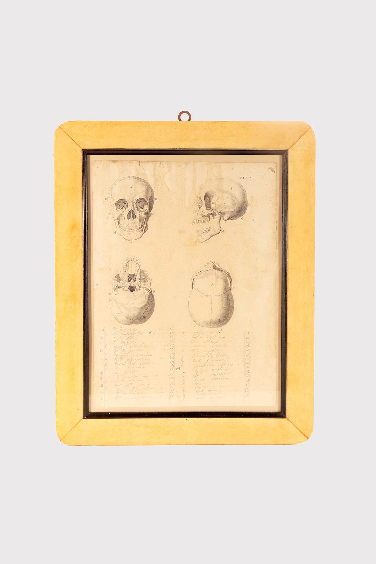 A painting containing an ancient anatomical drawing in pencil and ink of four views of a skull, created for the creation of anatomical tables. The antique frame, made of fir wood with rounded corners, covered in parchment, enriched with ebonized