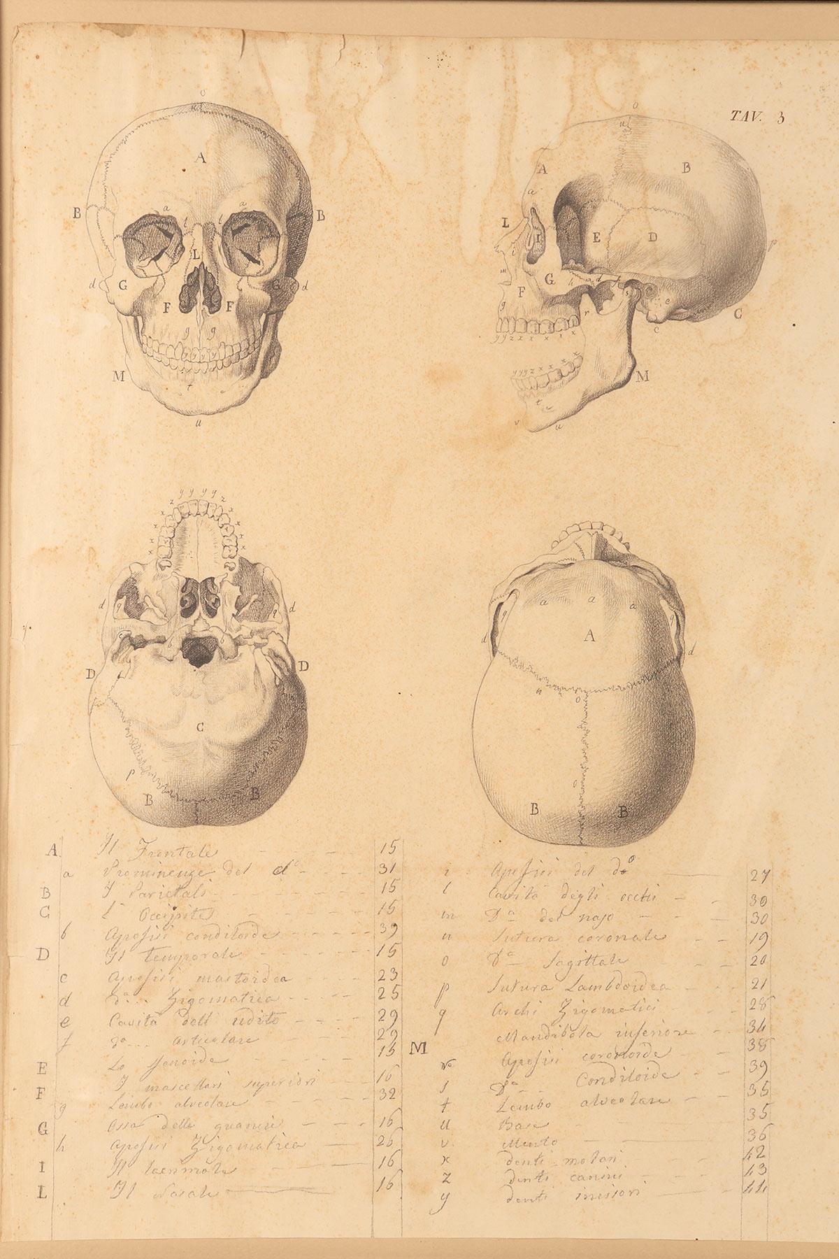 Italian Anatomical drawing of four views of a skull, made in pencil and ink, Italy 1890. For Sale