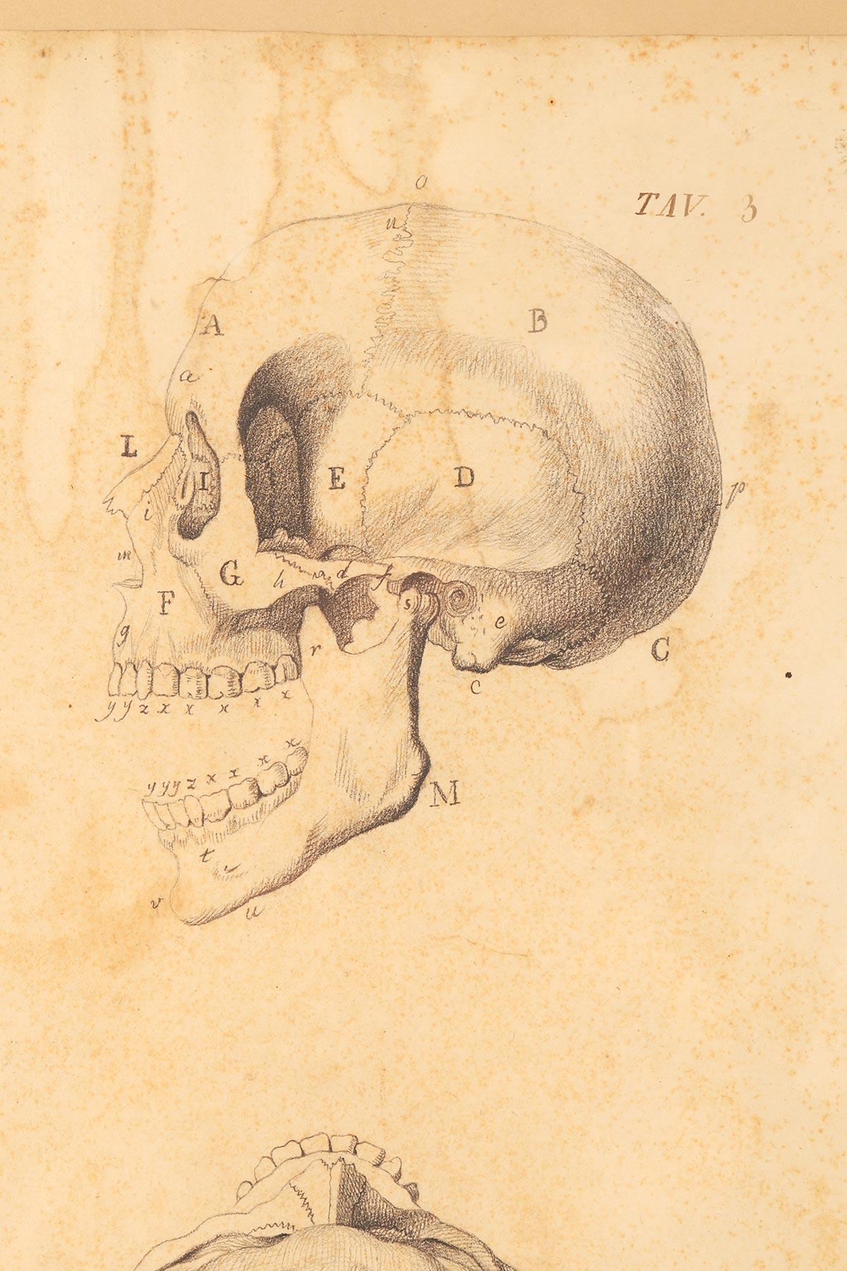 19th Century Anatomical drawing of four views of a skull, made in pencil and ink, Italy 1890. For Sale