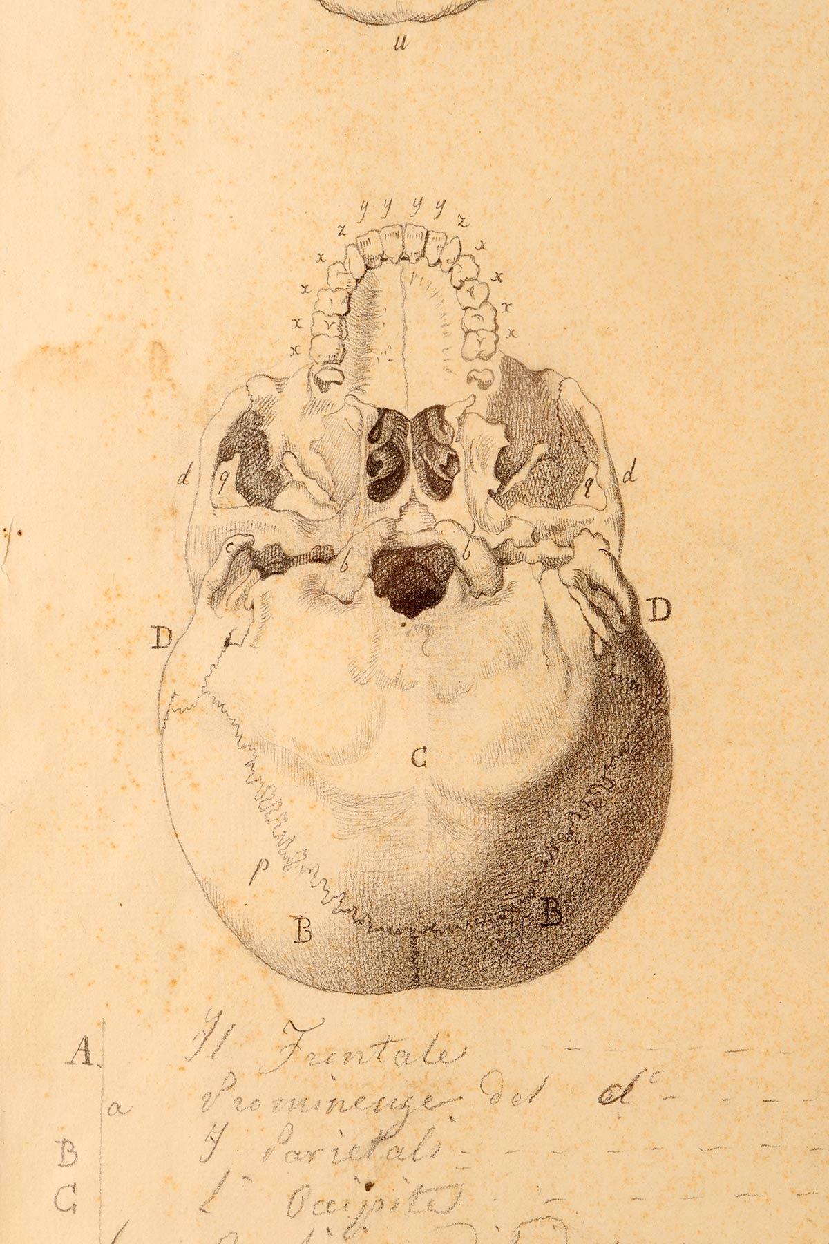 Iron Anatomical drawing of four views of a skull, made in pencil and ink, Italy 1890. For Sale