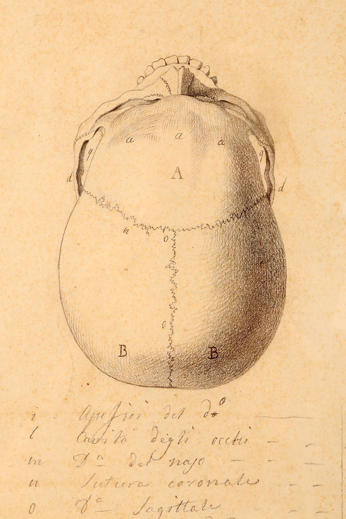 Anatomical drawing of four views of a skull, made in pencil and ink, Italy 1890. For Sale 1
