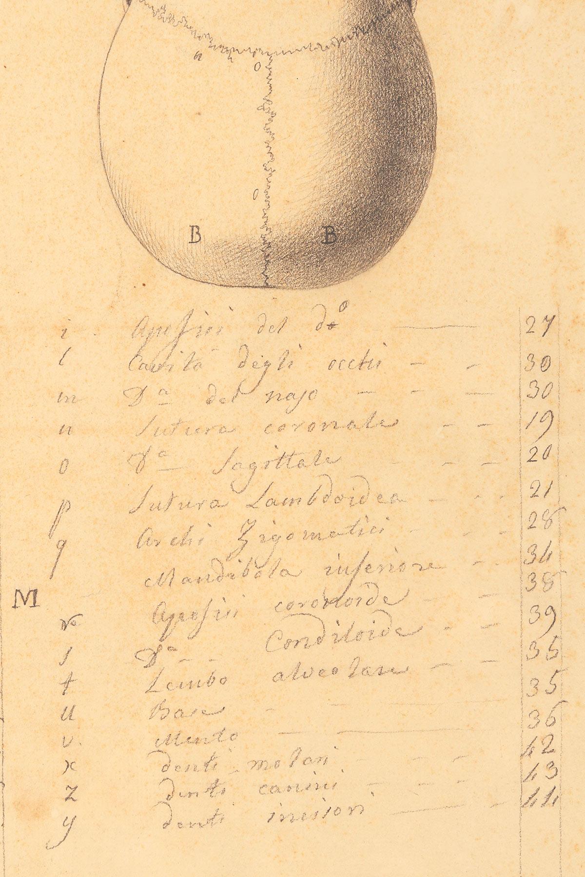 Anatomical drawing of four views of a skull, made in pencil and ink, Italy 1890. For Sale 3