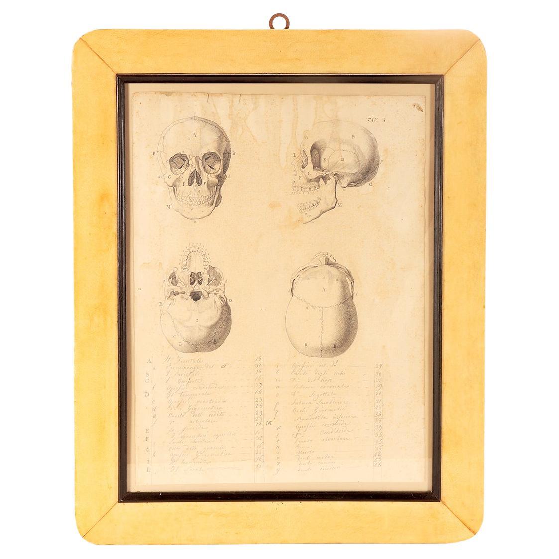 Anatomical drawing of four views of a skull, made in pencil and ink, Italy 1890. For Sale