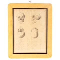 Antique Anatomical drawing of four views of a skull, made in pencil and ink, Italy 1890.