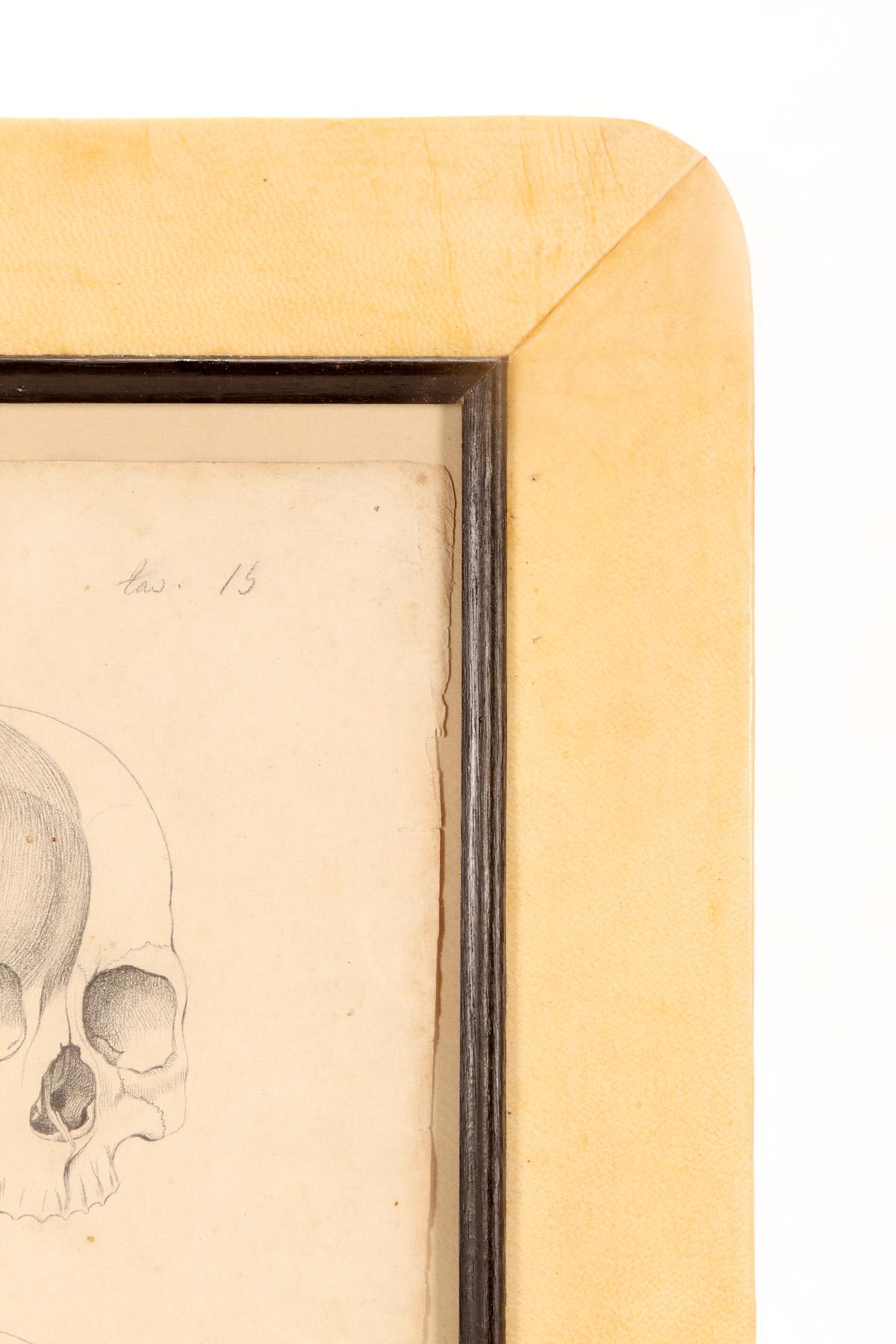 Anatomical drawing of four views of a skull with muscle bands, Italy 1890. For Sale 4