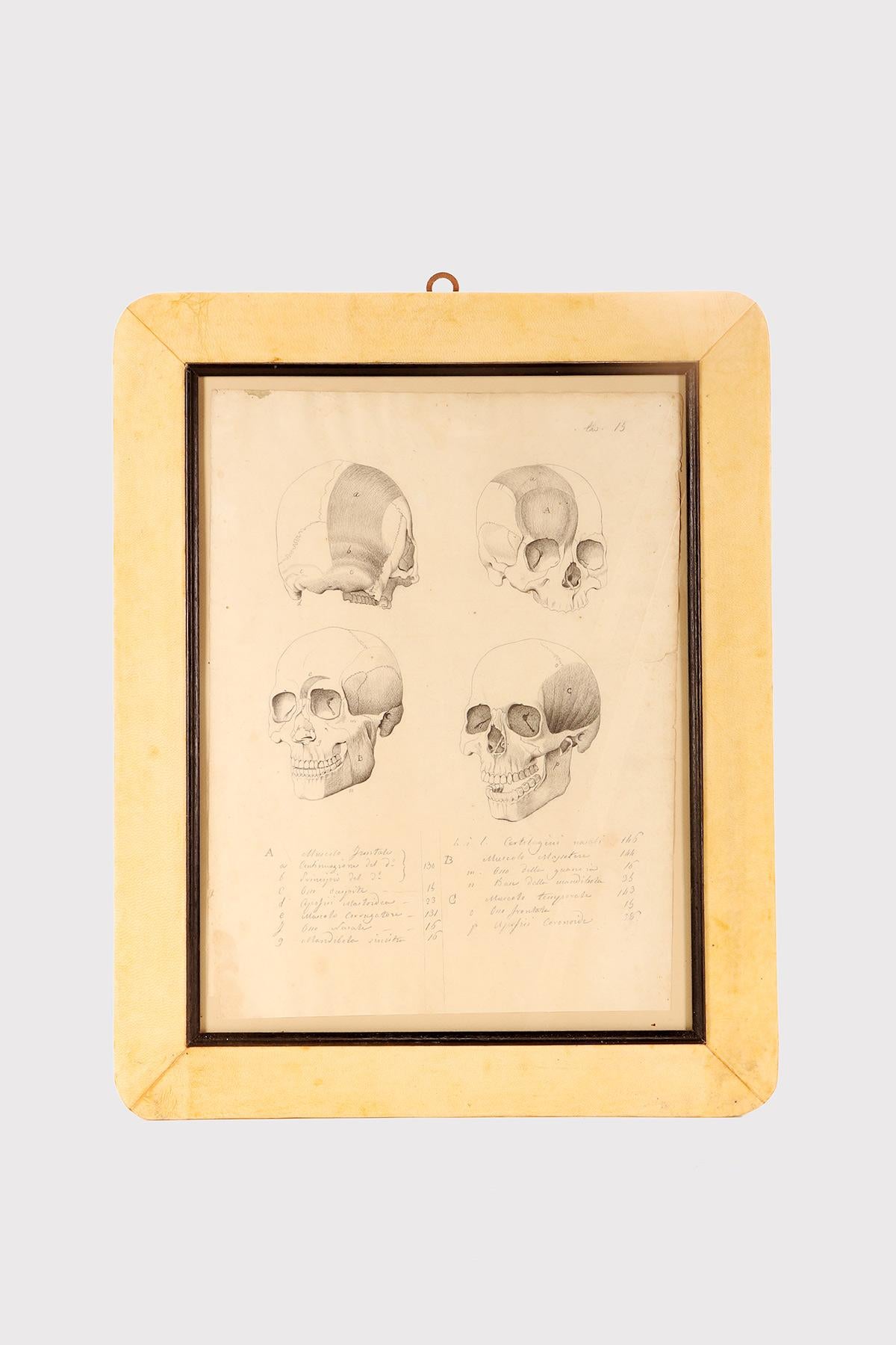 A painting containing an ancient anatomical drawing in pencil and ink of four views of a skull with muscle bands, created for the creation of anatomical tables. The antique frame, made of fir wood with rounded corners, covered in parchment, enriched