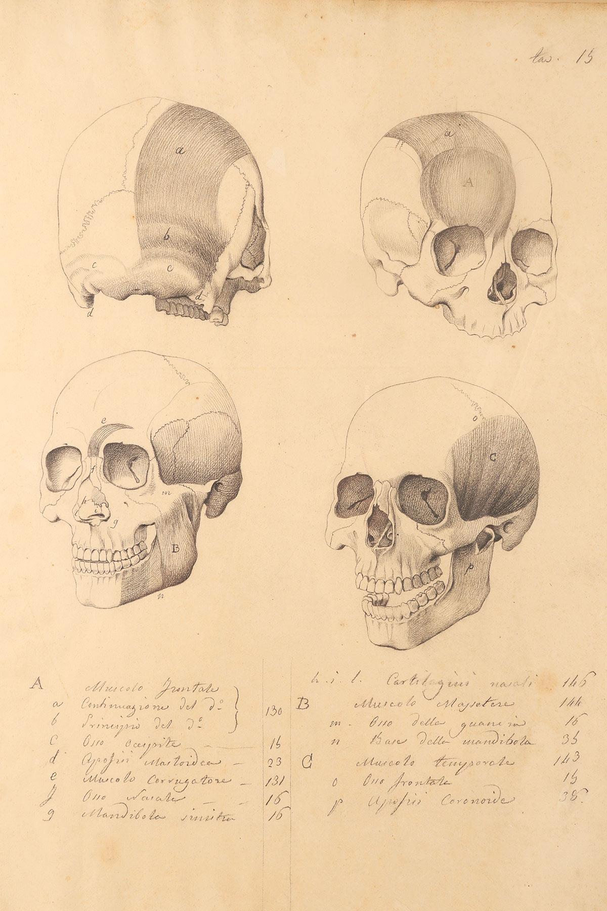 Italian Anatomical drawing of four views of a skull with muscle bands, Italy 1890. For Sale