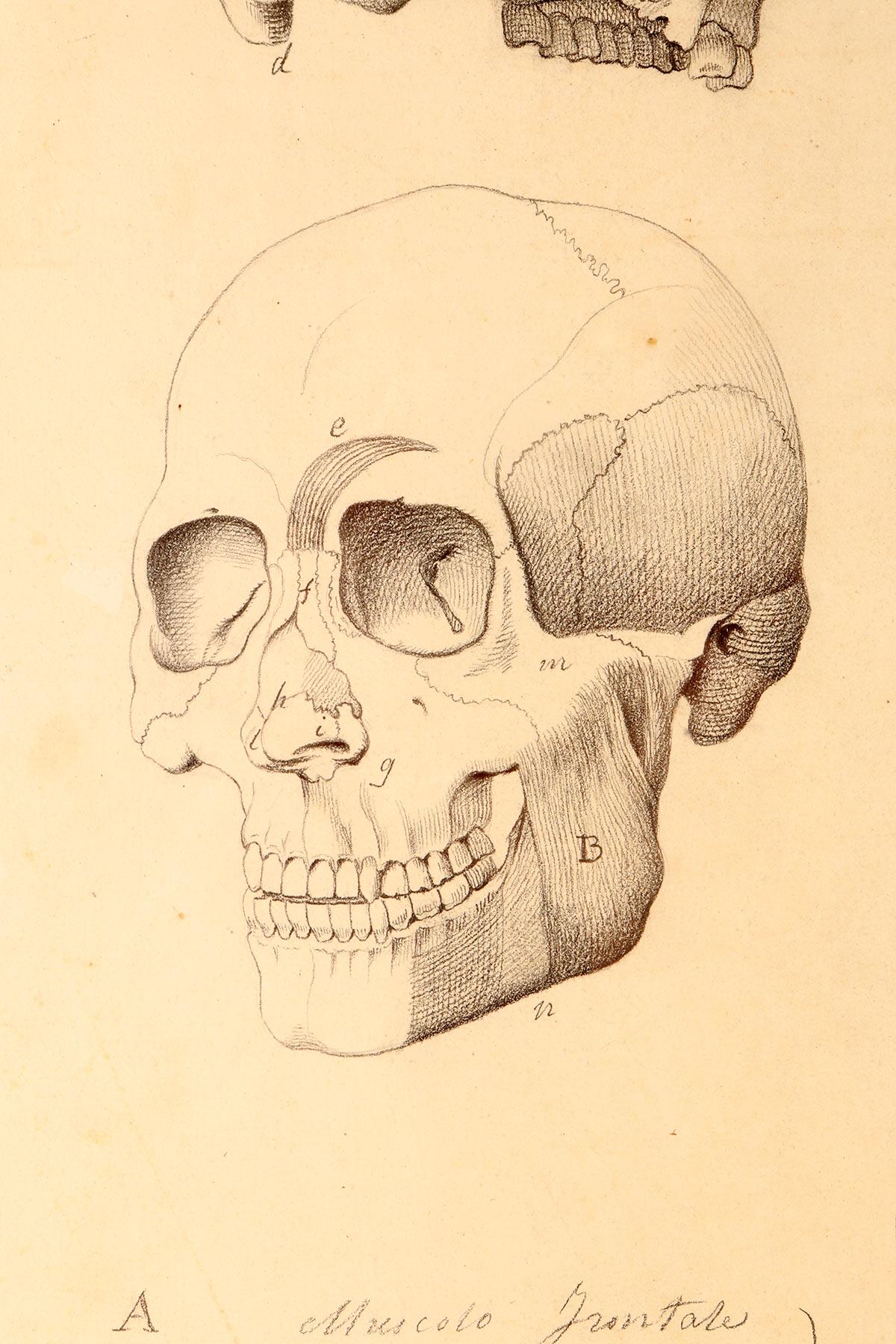 Iron Anatomical drawing of four views of a skull with muscle bands, Italy 1890. For Sale