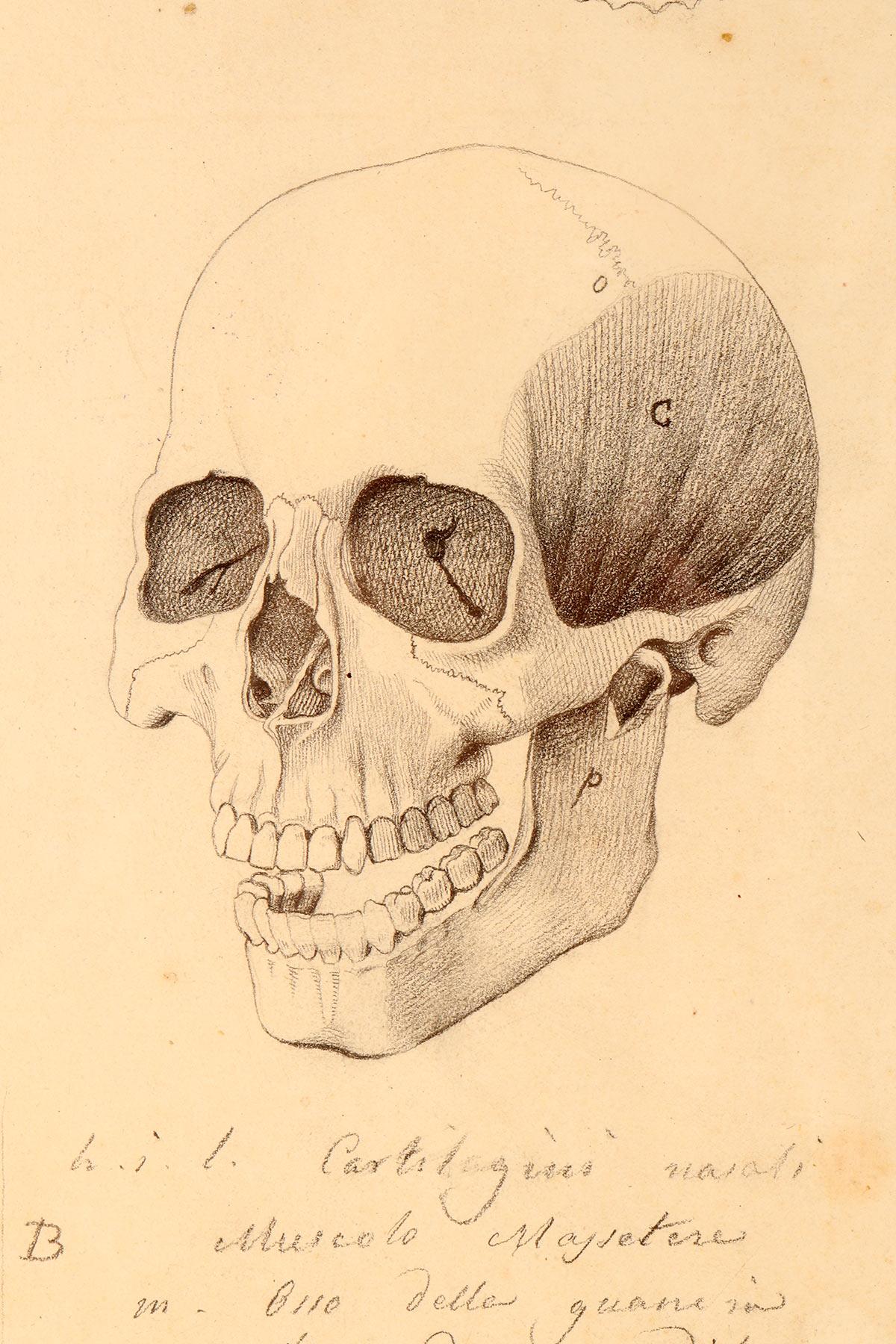 Anatomical drawing of four views of a skull with muscle bands, Italy 1890. For Sale 1