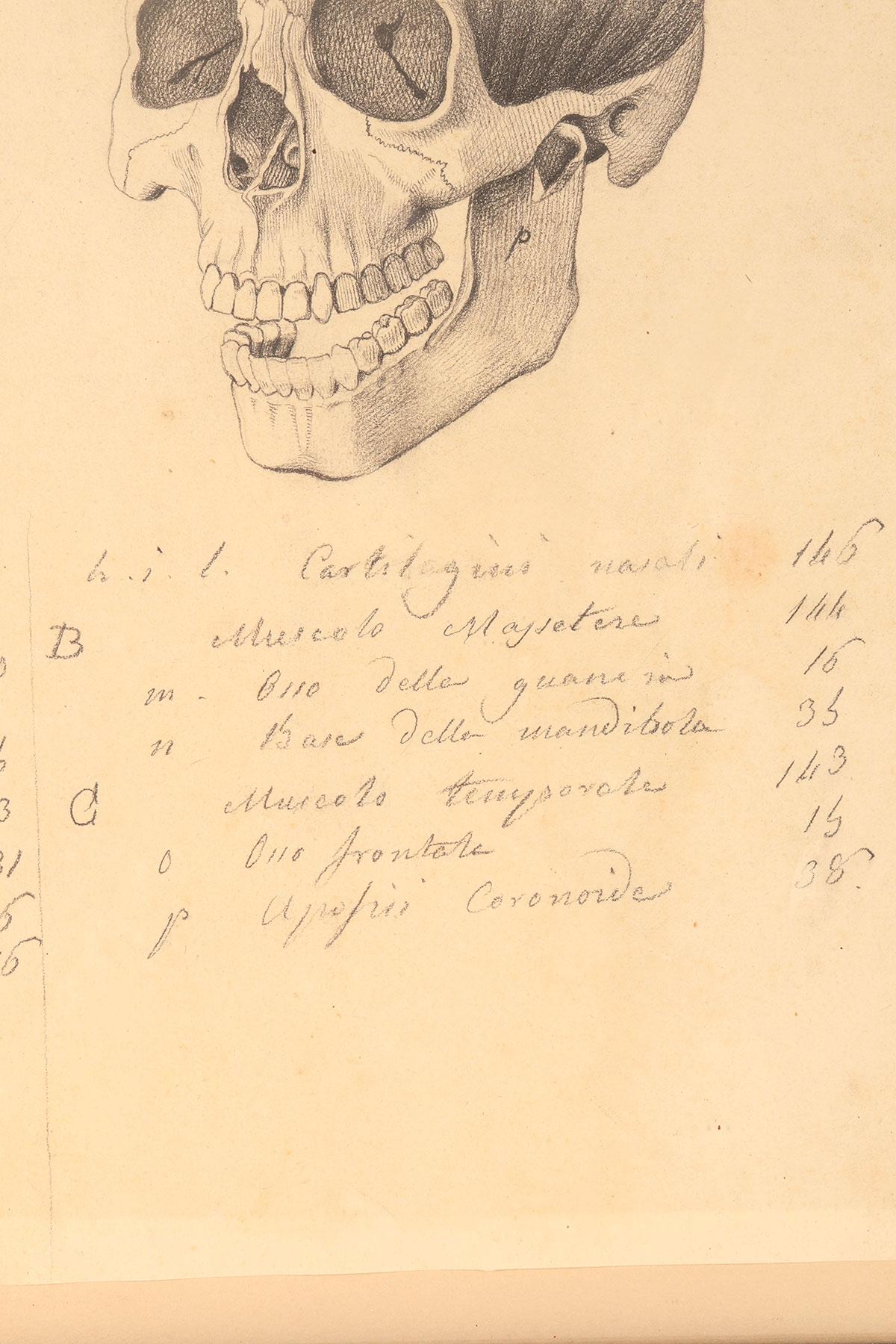 Anatomical drawing of four views of a skull with muscle bands, Italy 1890. For Sale 3