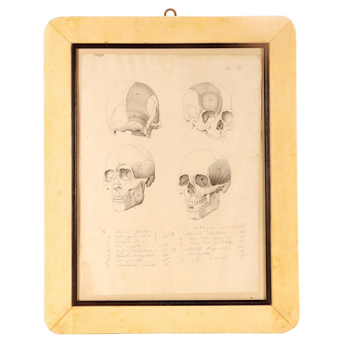 Anatomical drawing of four views of a skull with muscle bands, Italy 1890.