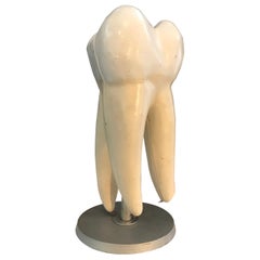 Anatomical Educational Mounted Tooth Organ Model