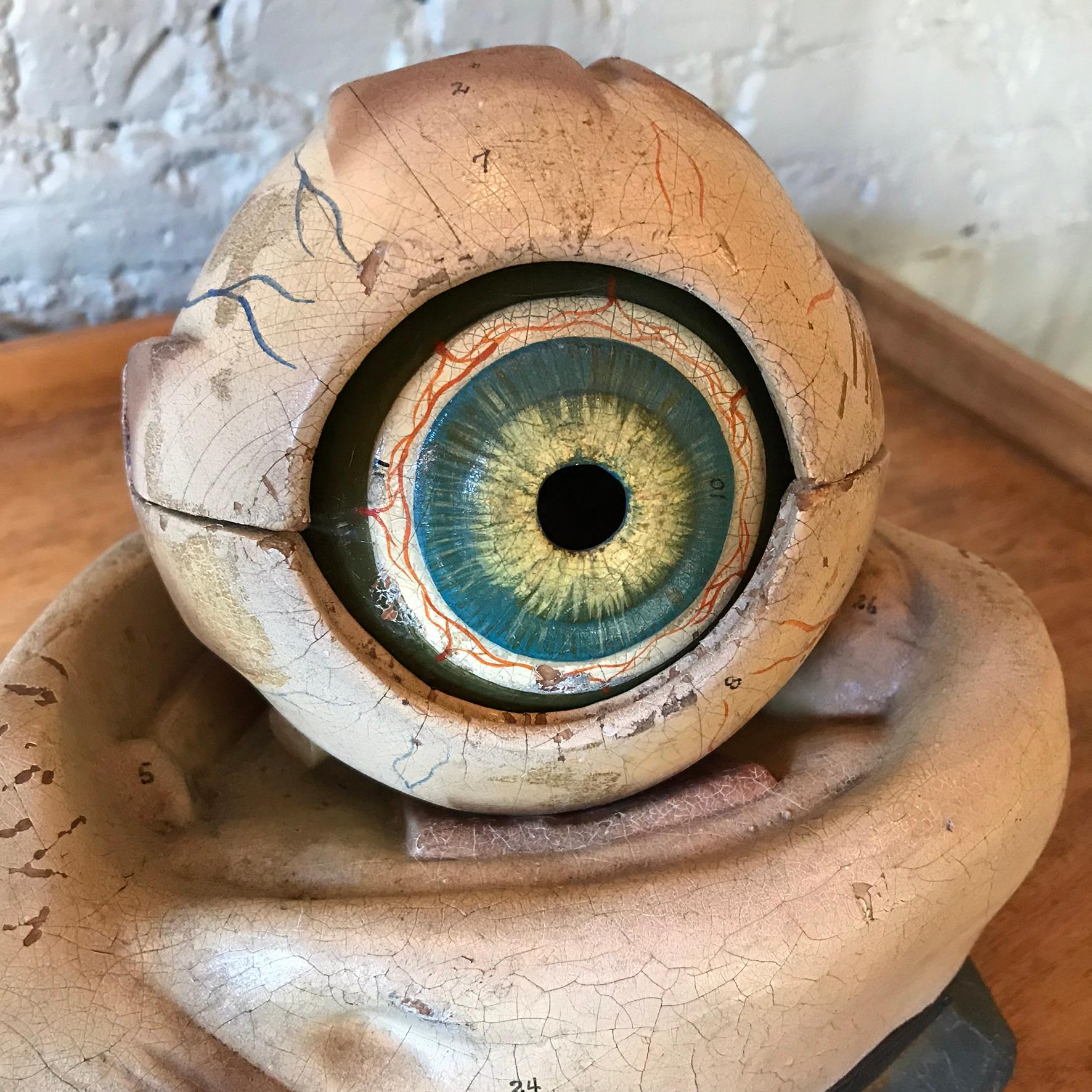 Industrial Anatomical Eye Model by New York Scientific Supply Co. For Sale