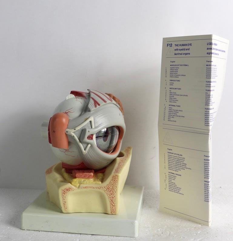 Odd anatomical eye model, perfect for an unusual decorative objet, or studying the human eye. Model comes with original pamphlet, as shown.