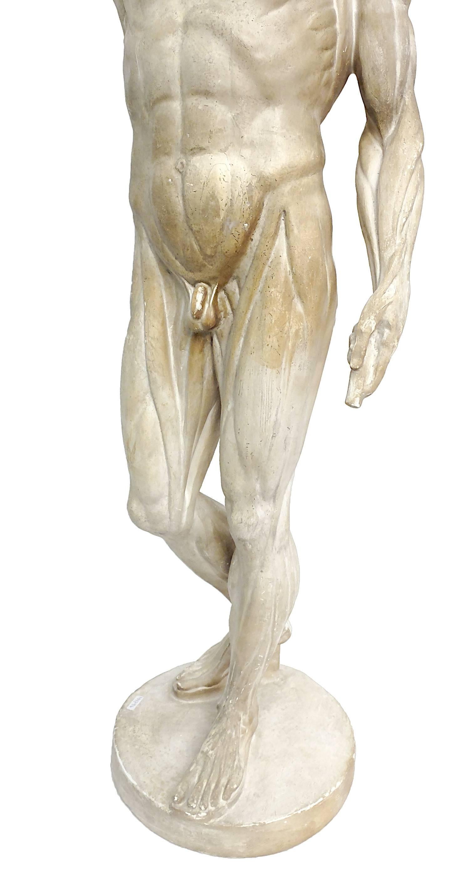 Anatomical Flayed Cast Depicting a Standing Man with Lifted Arm 1