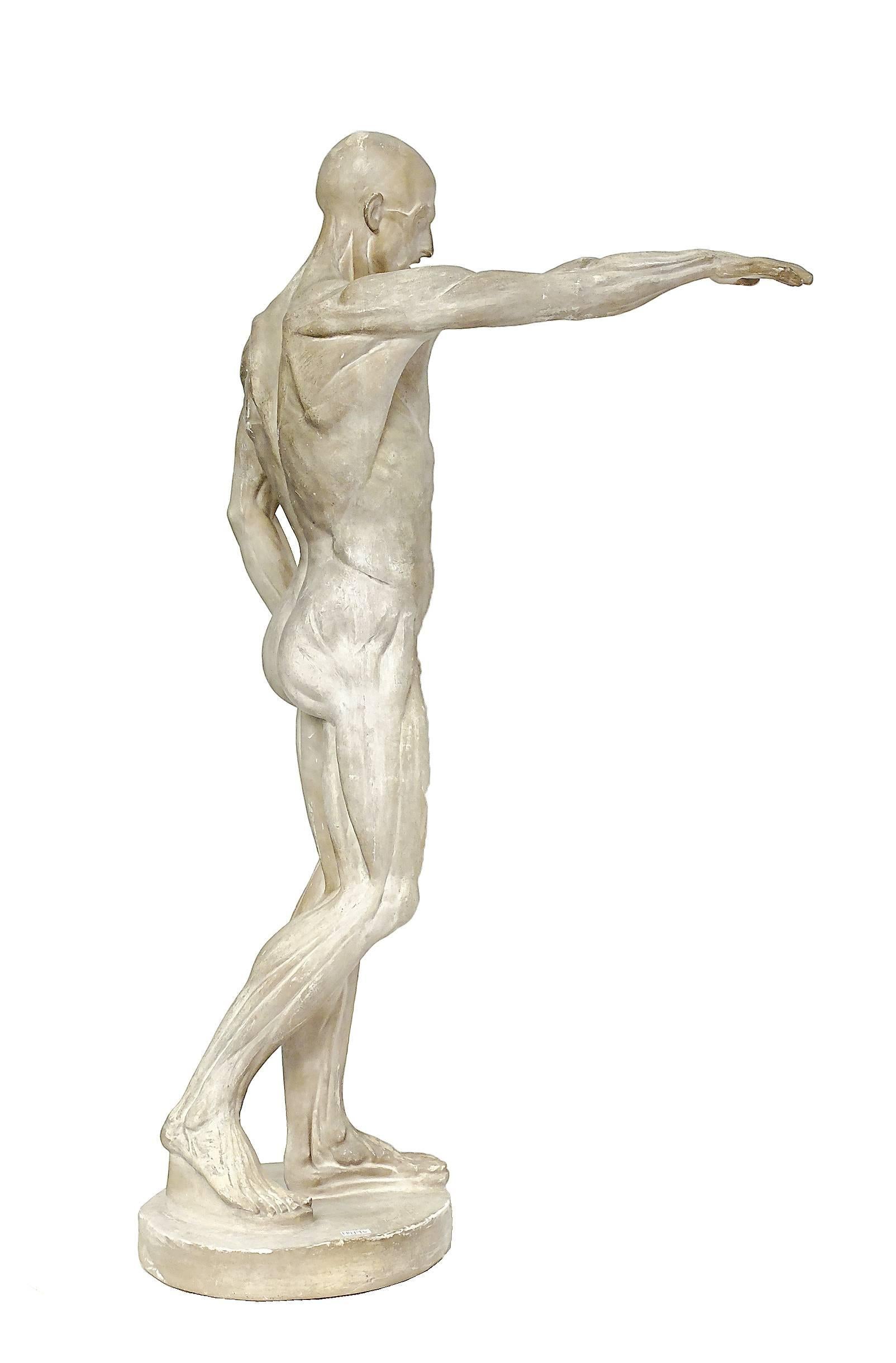 The anatomical sculpture, cast depicts a flayed man standing over a round base in a classical pose with lifted arm. Anatomical study purpose.
Italy, circa 1870.
 